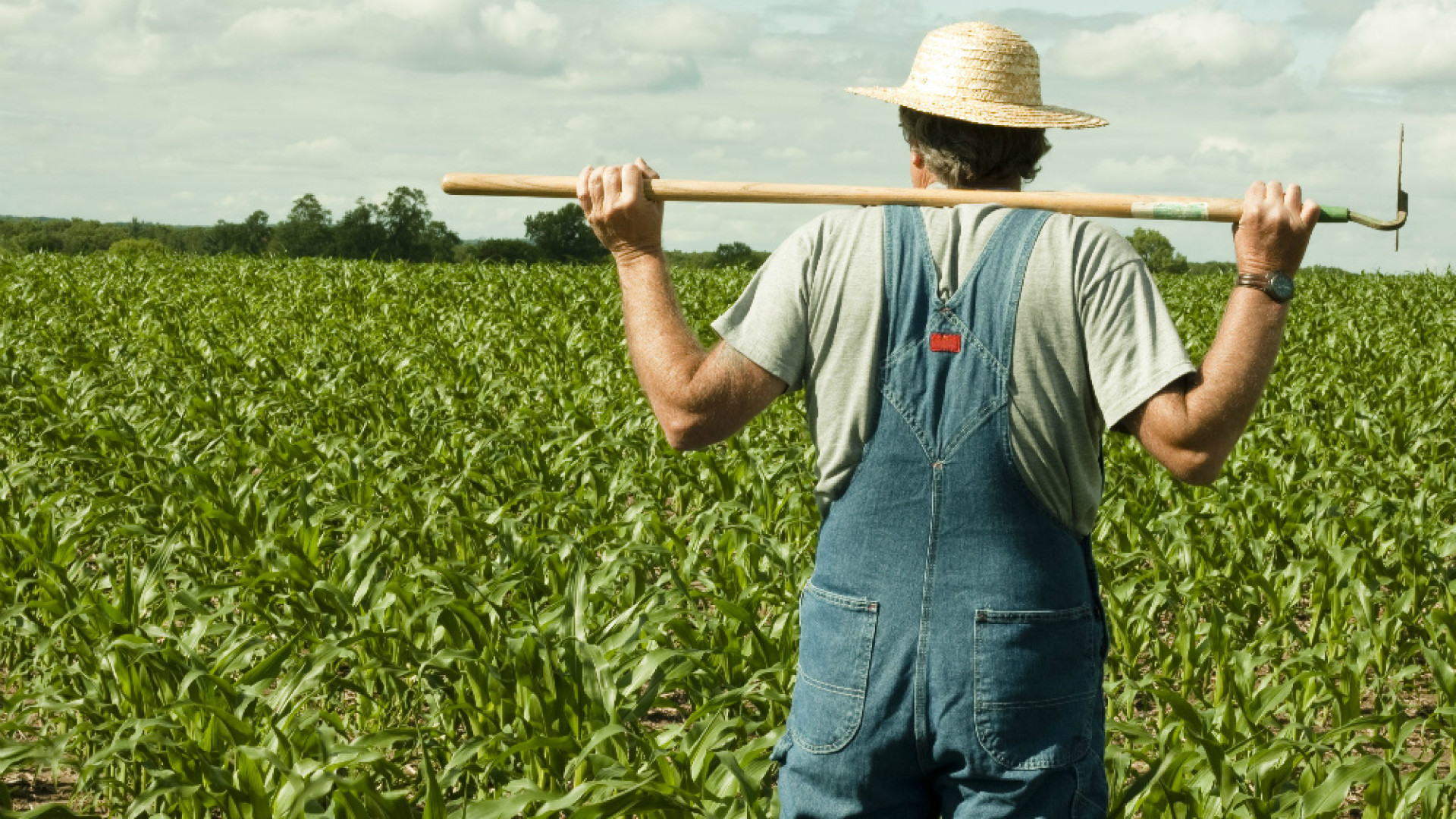 Immagine di Agricoltura, bilancio e conto economico, questi sconosciuti