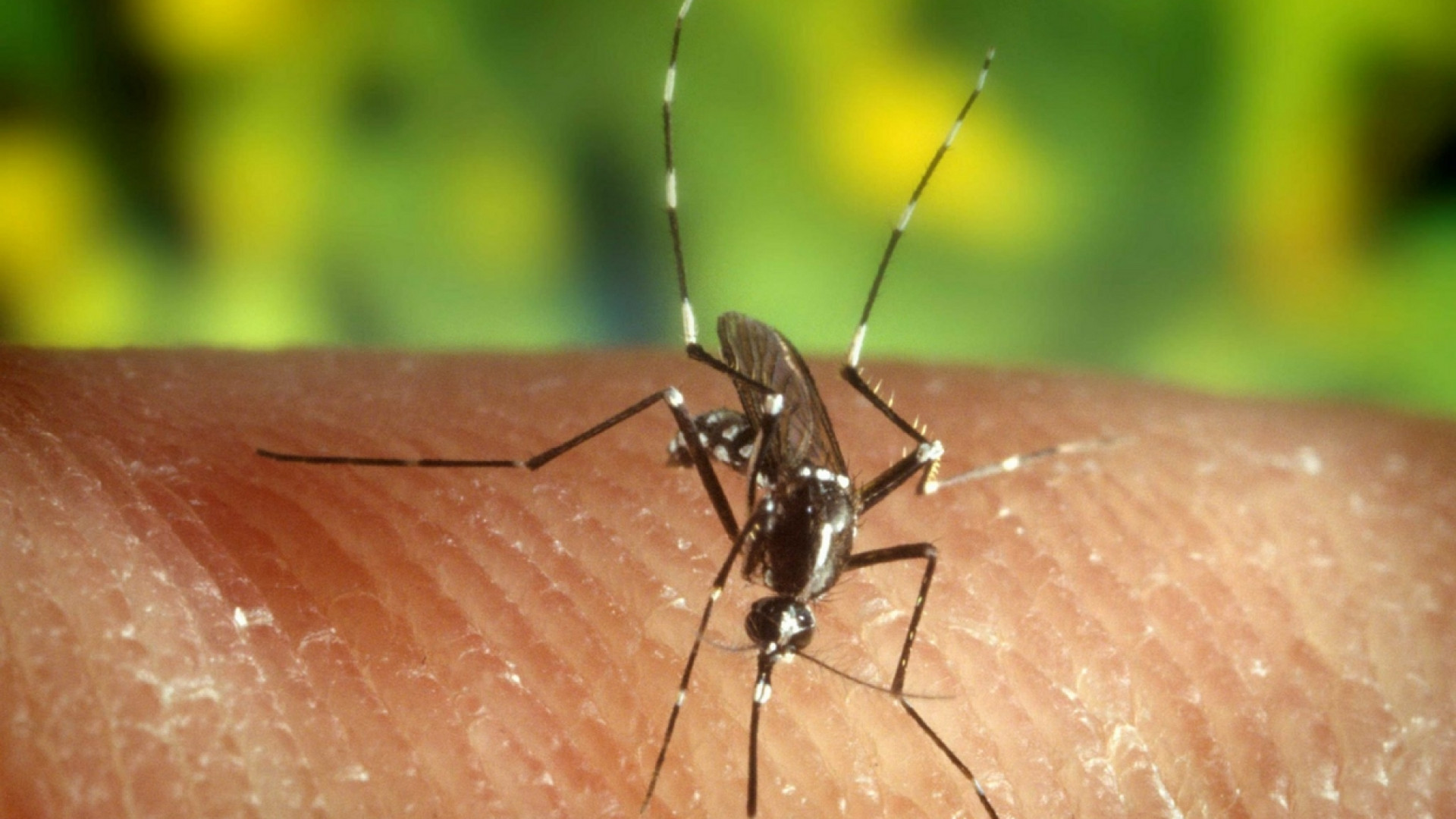 Immagine di Come si trasmette la malaria? L'Italia è a rischio? Le risposte per capire