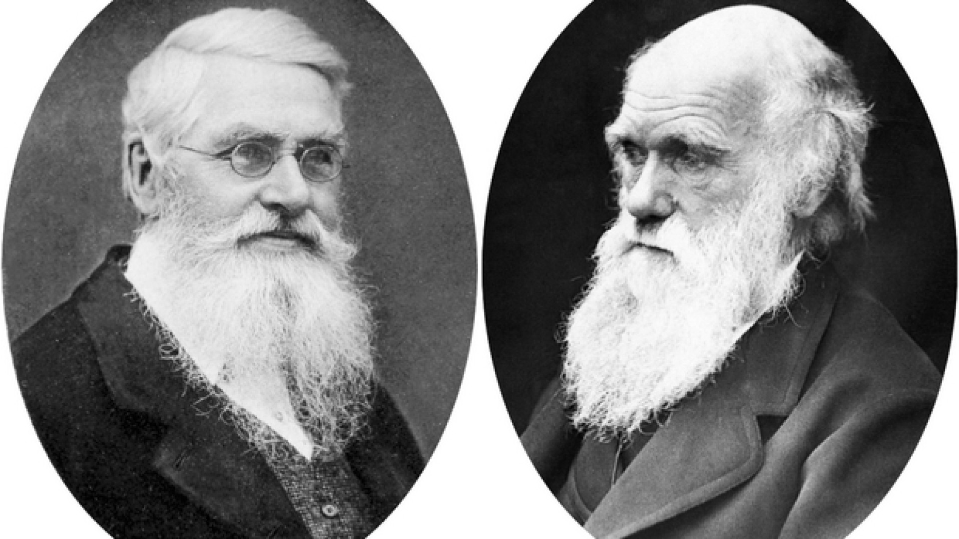 Immagine di Darwin, il caso Wallace e la mano di Dio