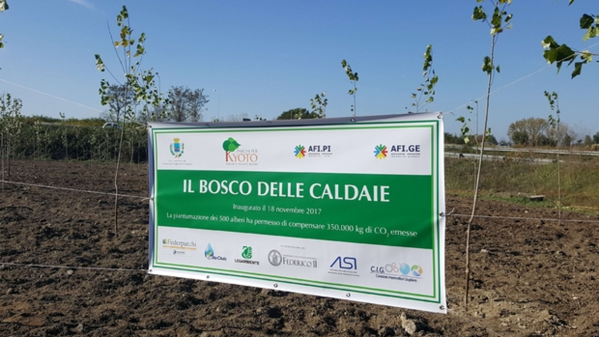 Immagine di Un bosco di pioppi nella Terra dei fuochi