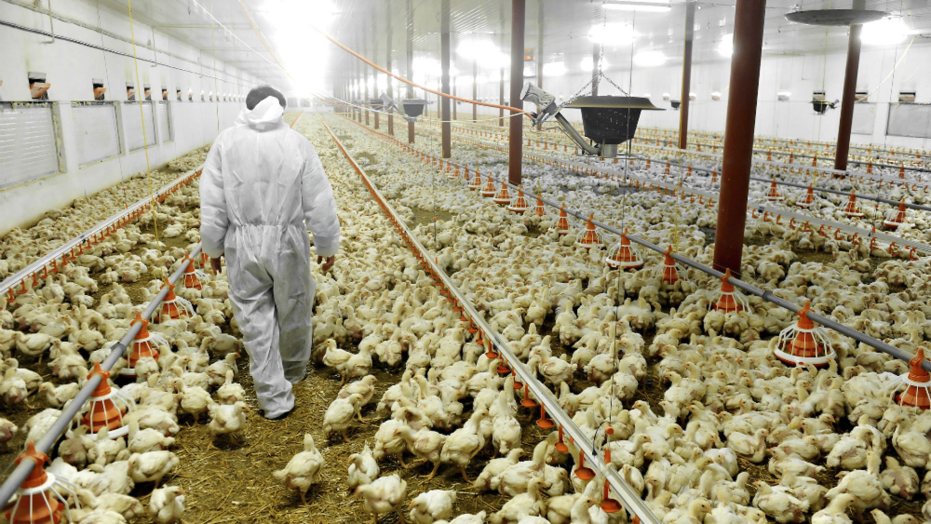 Immagine di Aviaria: in provincia abbattuti oltre 100mila capi. Aziende in ginocchio