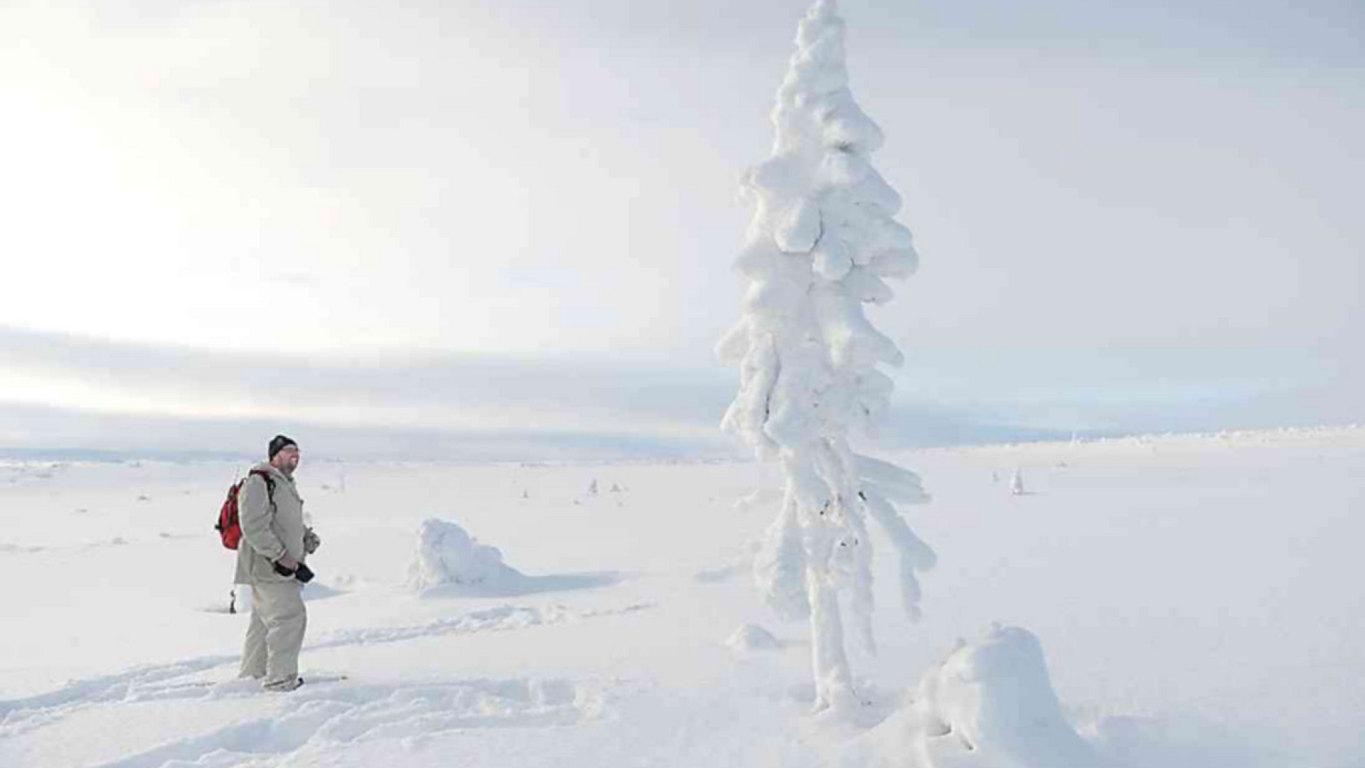 Immagine di In Svezia l’abete rosso che nacque nell’Era glaciale
