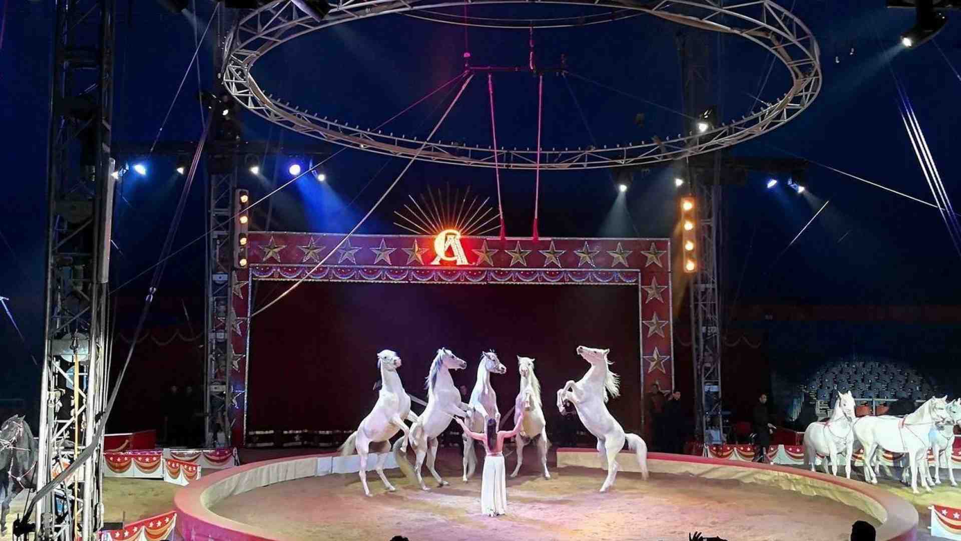 Immagine di Lo spettacolo circense diventa dono