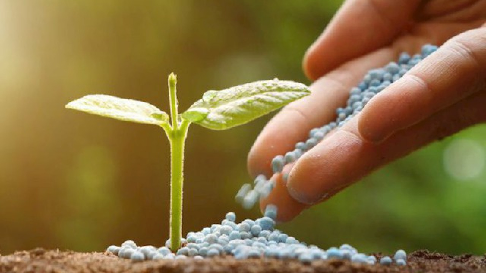 Immagine di Un sistema agronomico da tutelare