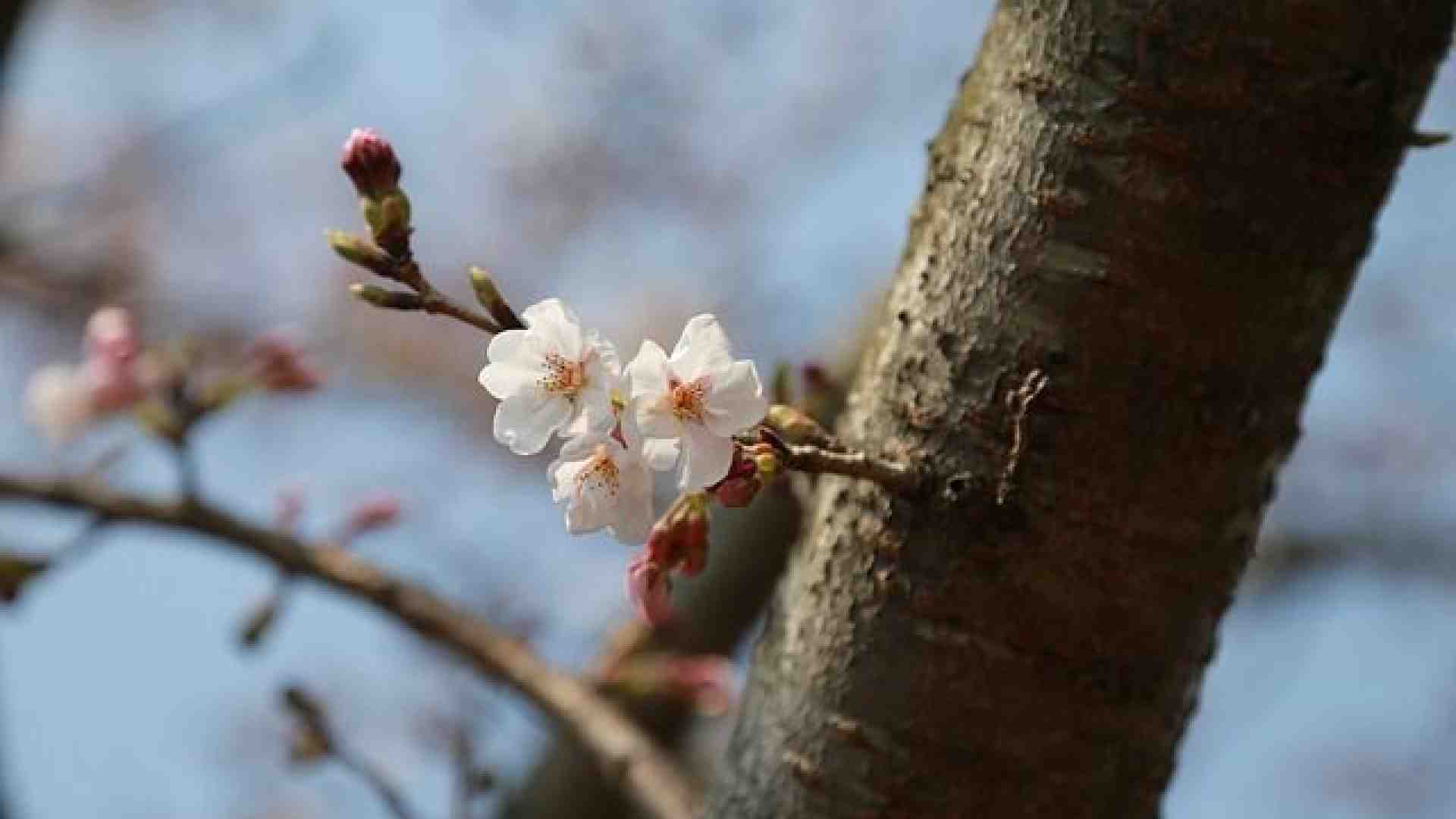 Immagine di La primavera (urbana) di RiVer sboccia nei quartieri