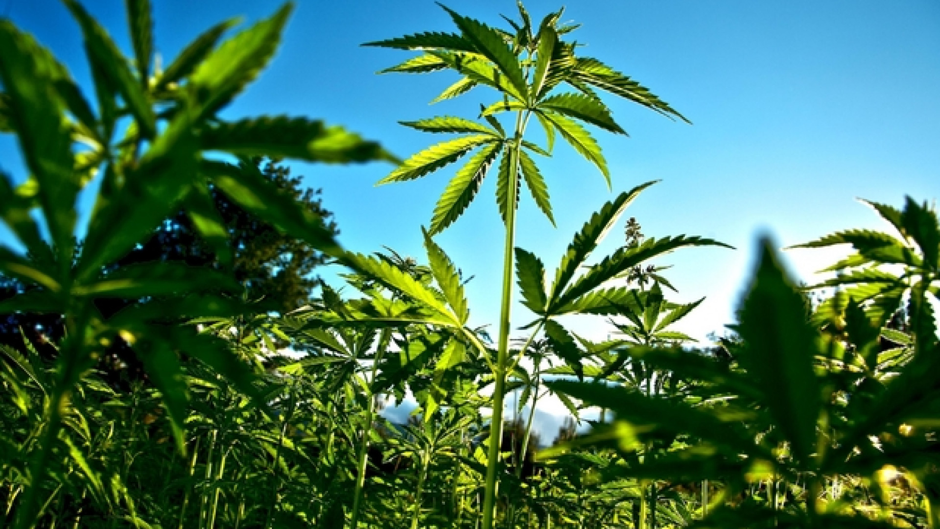 Immagine di Il boom dei negozi di cannabis legale. I rischi per i giovani