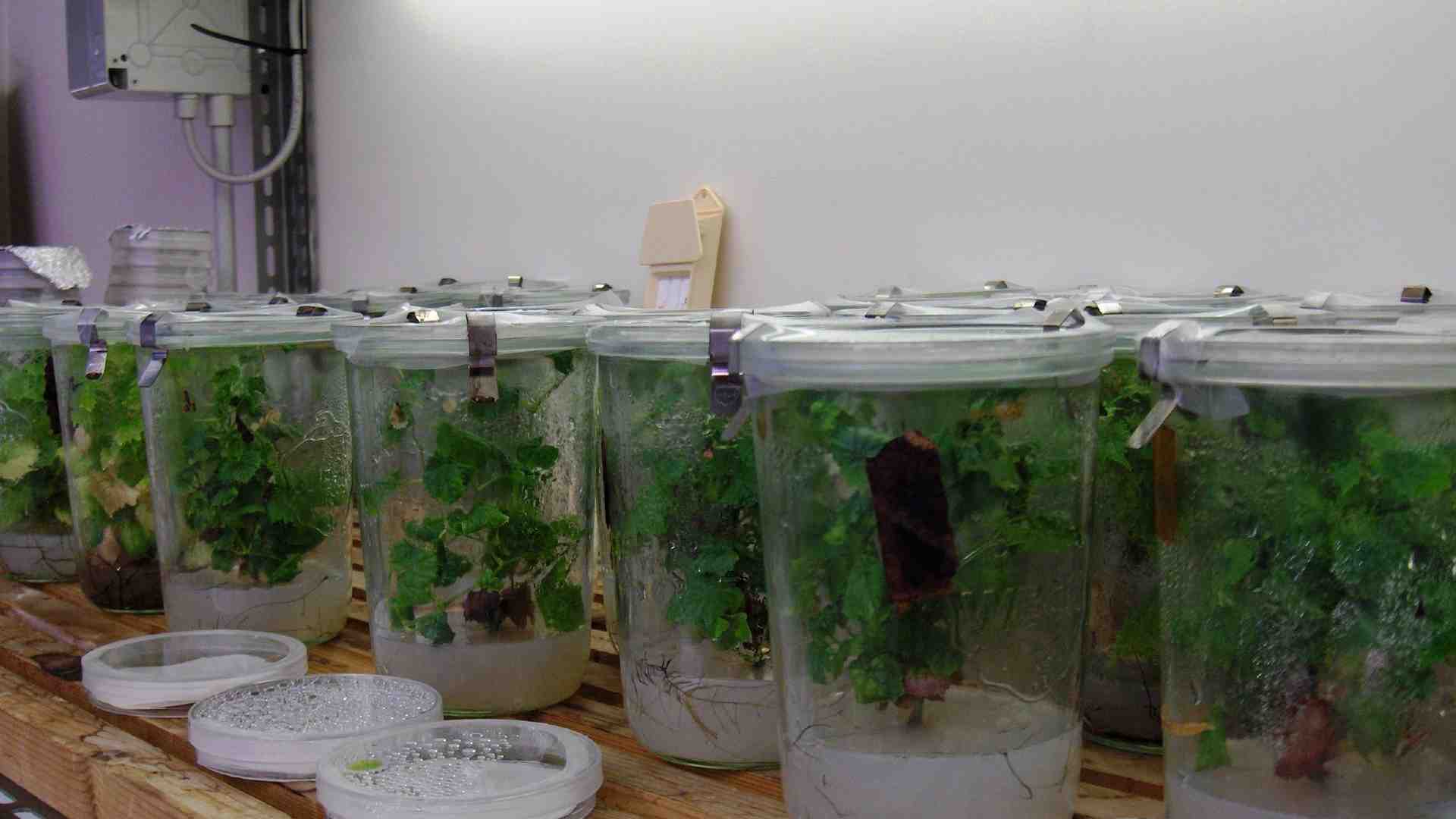 Immagine di L'Università di Verona investe nella chimica... verde