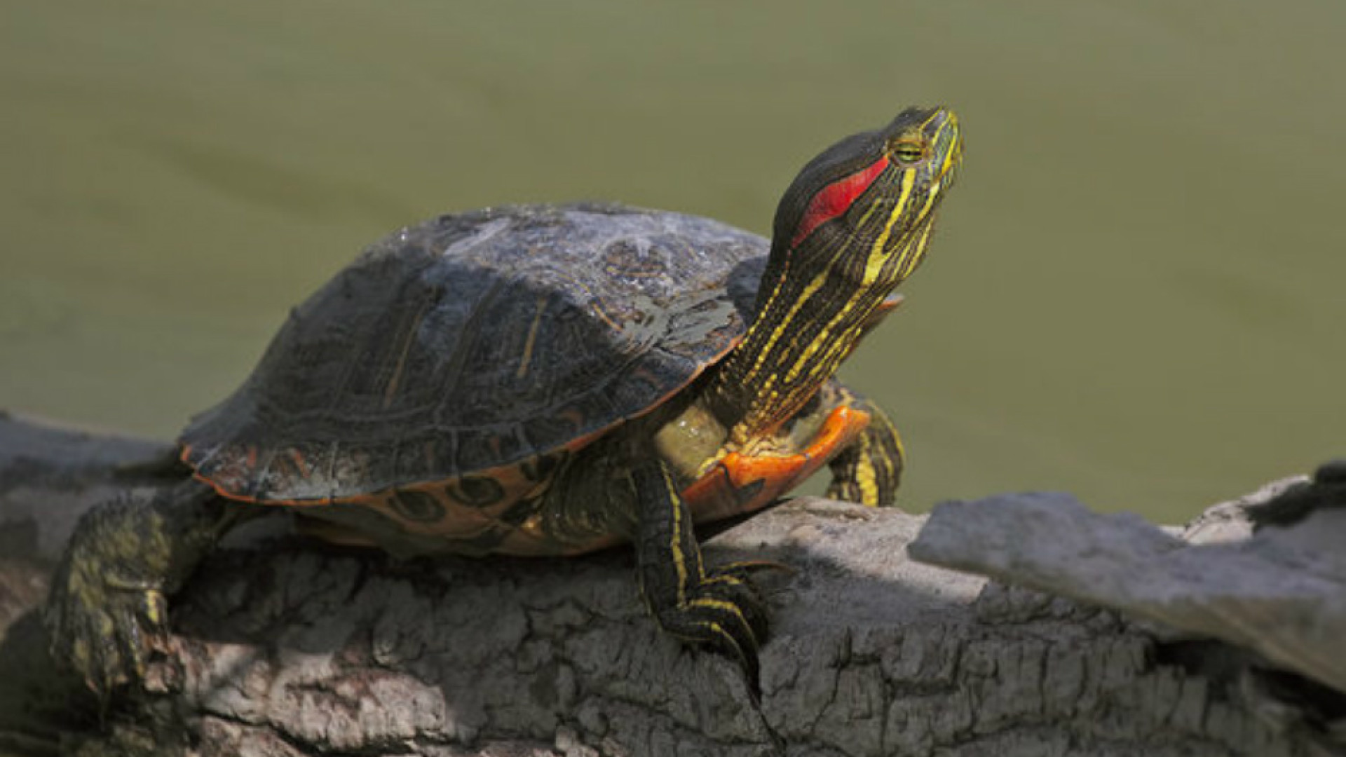 Immagine di Riccardo Groppali: «Un ambiente fragile oggi minacciato da specie importate»