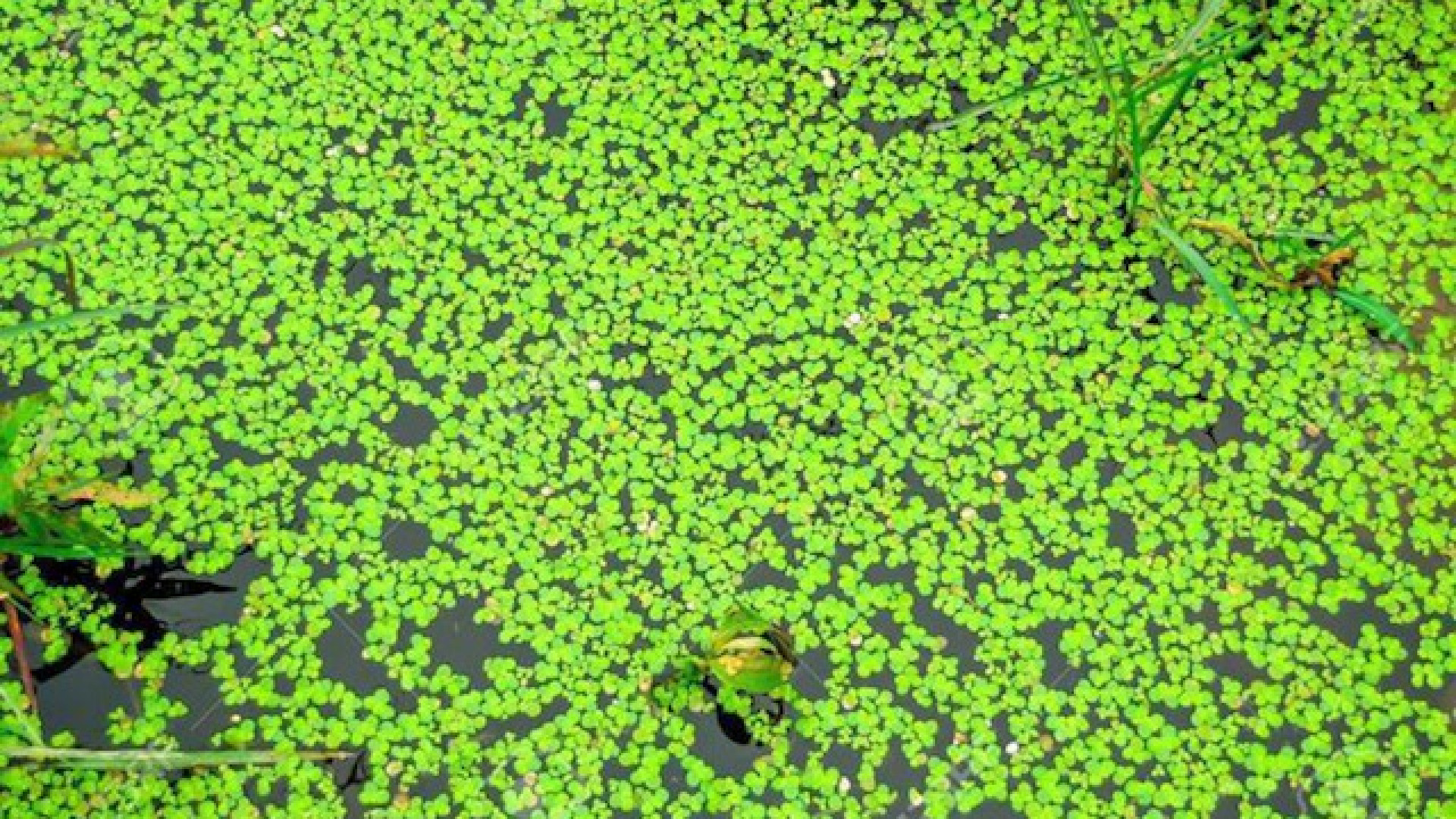 Immagine di Piante invasive, ecco la “Black list”