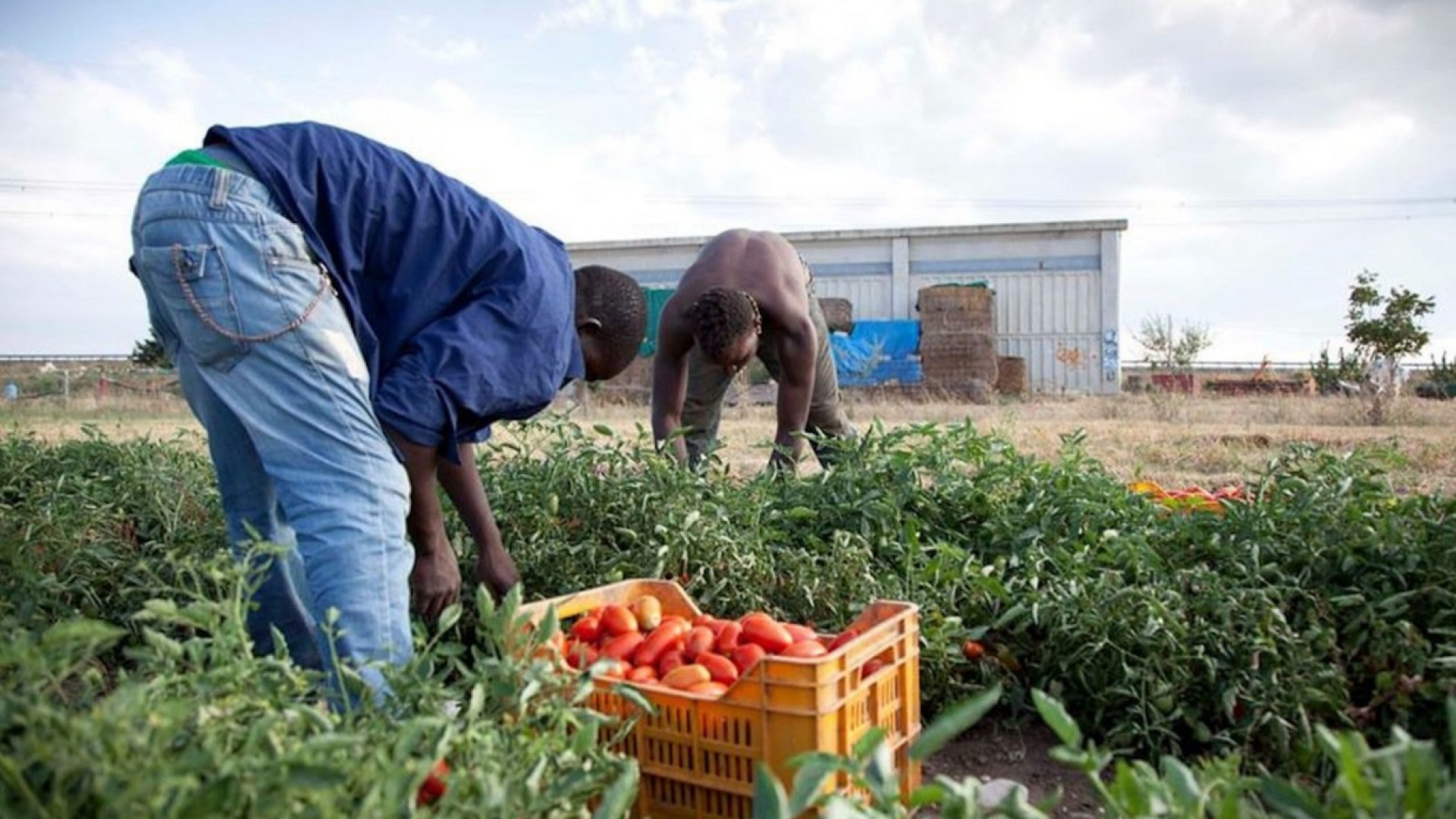 Immagine di L'Italia dei braccianti schiavi: 3 euro l'ora