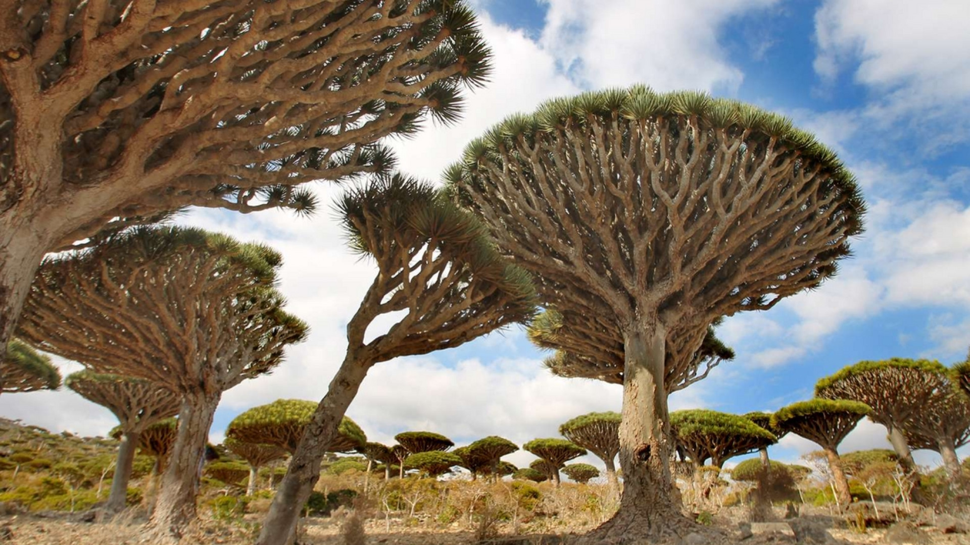 Immagine di Socotra, l'isola contesa da Emirati e Arabia