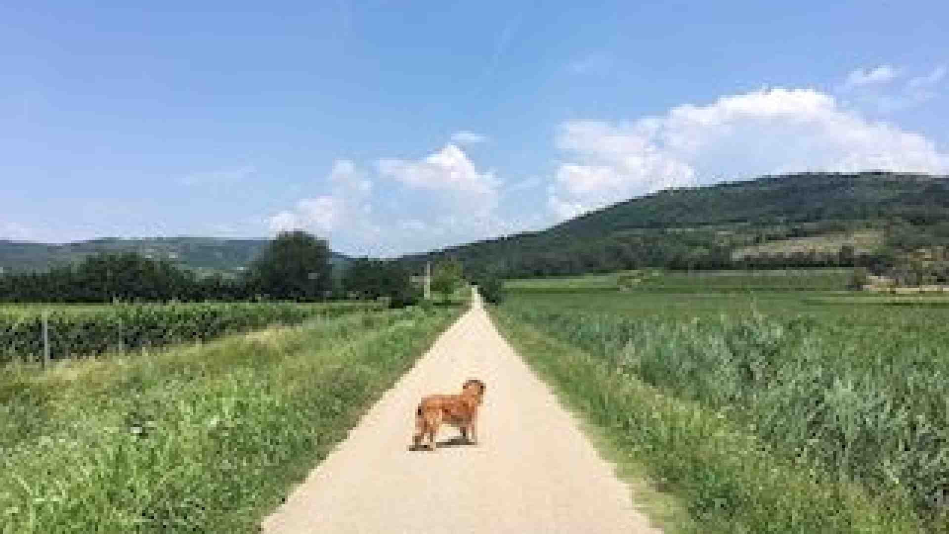 Immagine di Appena fuori San Martino tra campagne e boschi