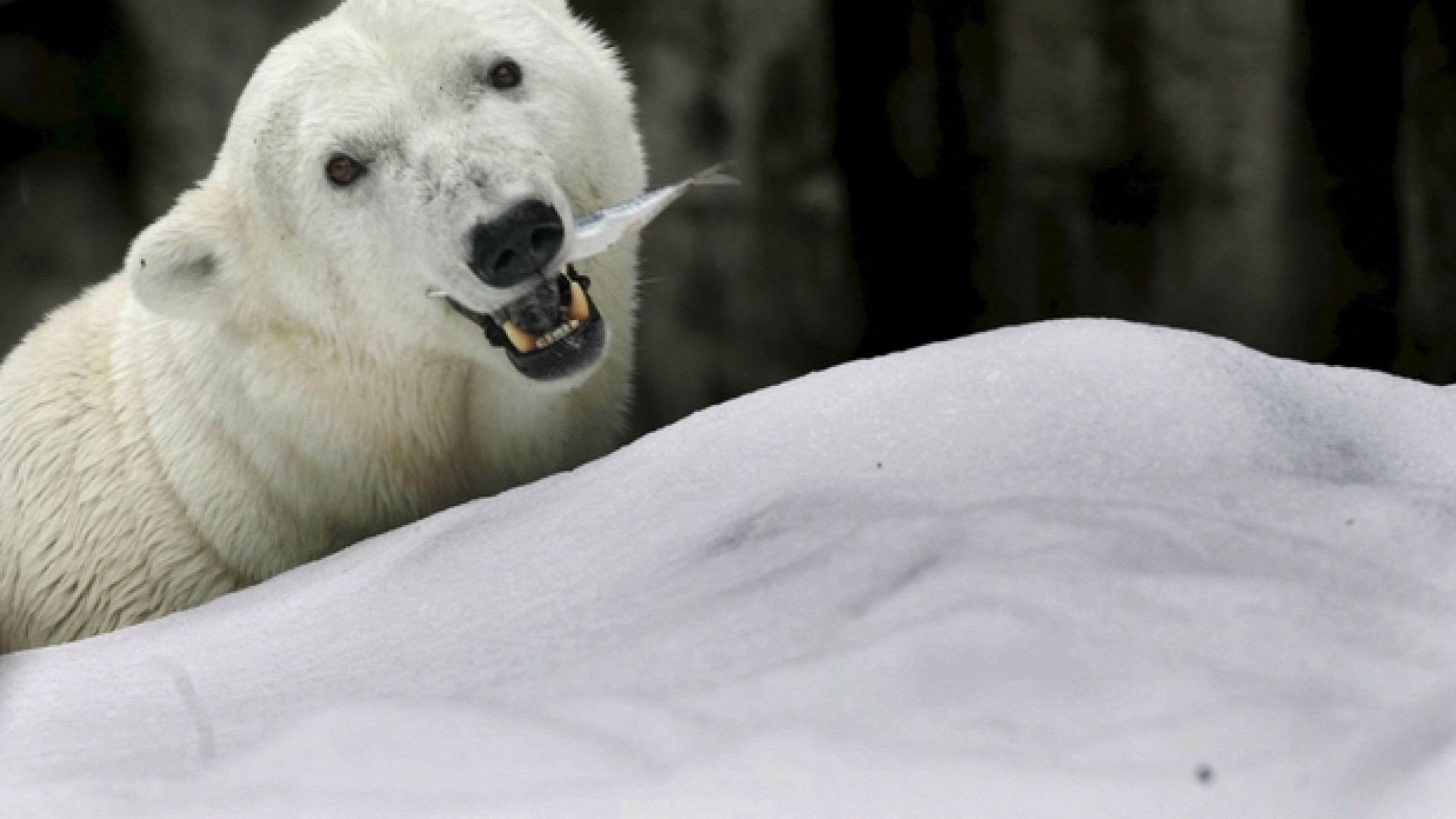 Immagine di Il caldo scioglie l'ultimo ghiaccio artico, minacciato l'orso bianco. E non solo