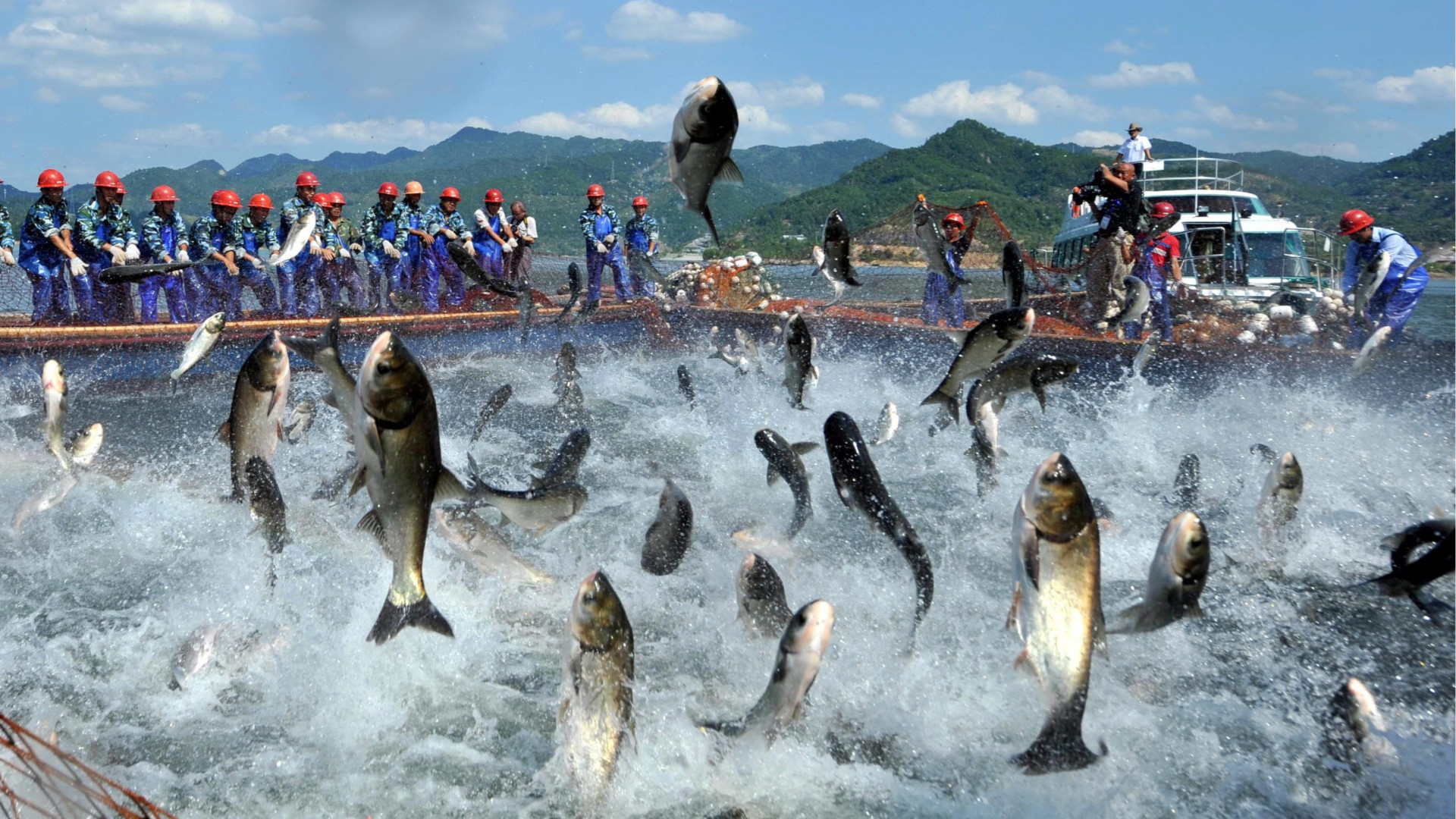 Immagine di La Cina alla guerra del pesce