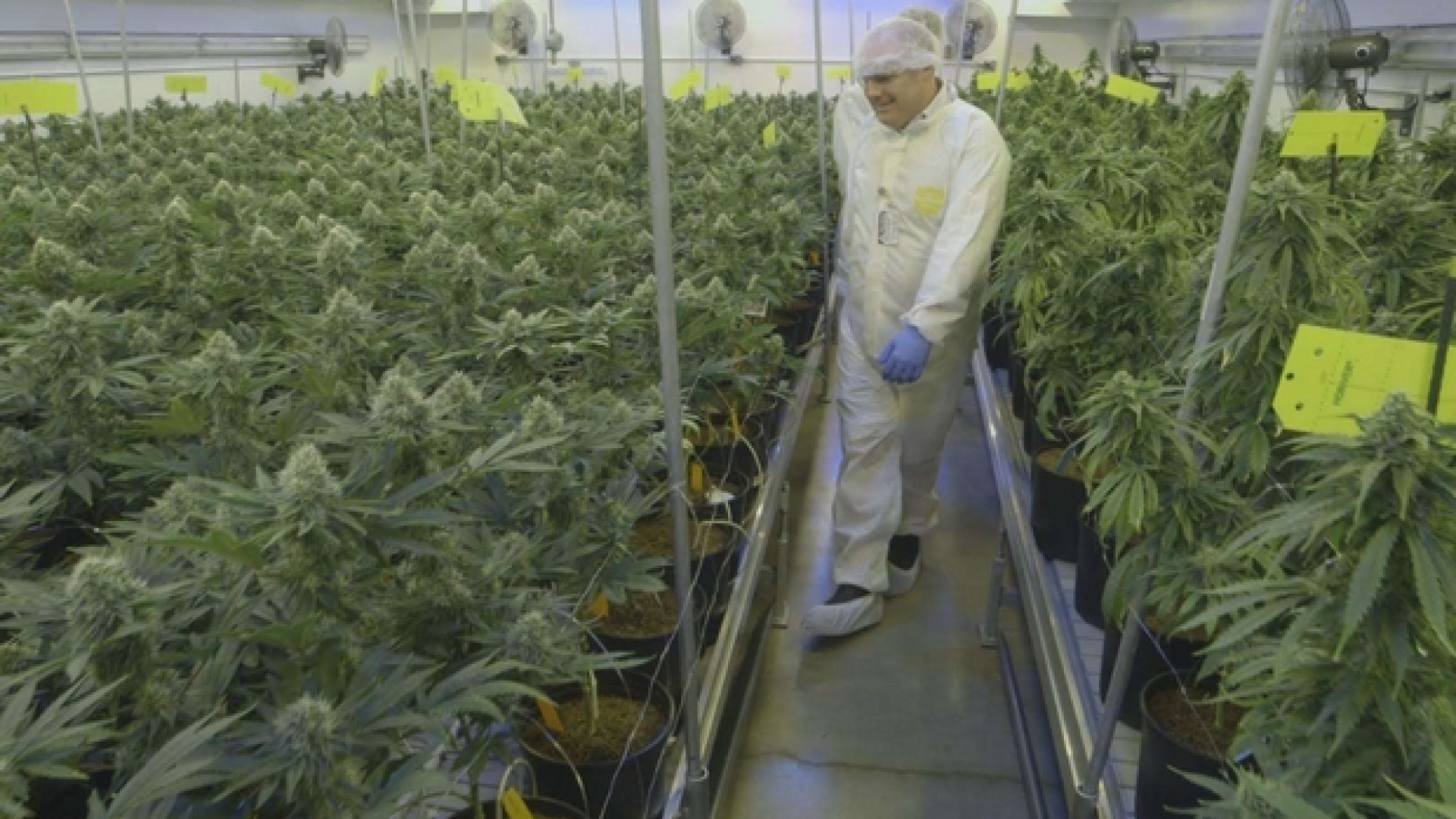 Immagine di Corsa al business della cannabis