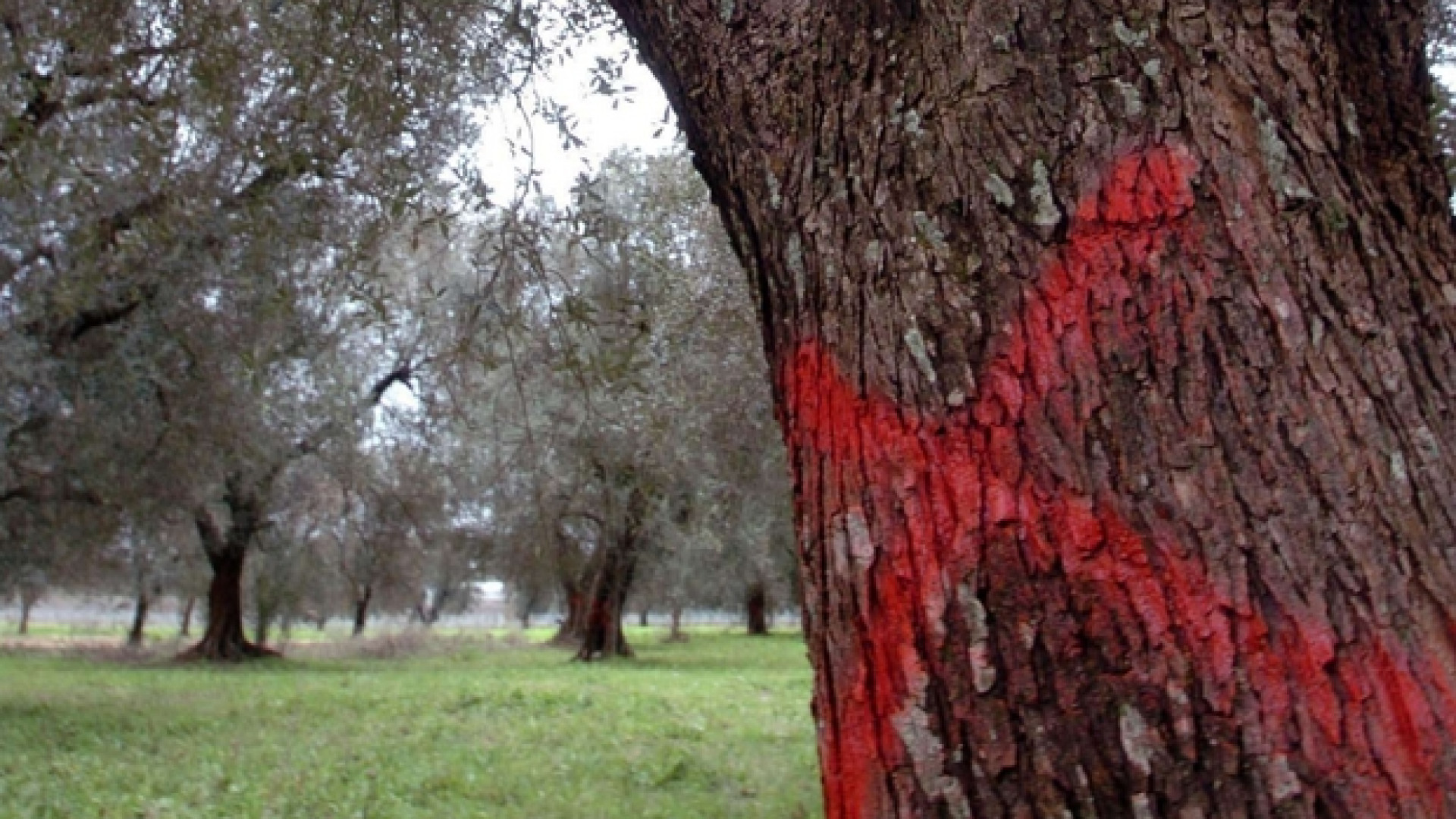 Immagine di Xylella, ulivi tutti da abbattere. «La Puglia è in ginocchio»