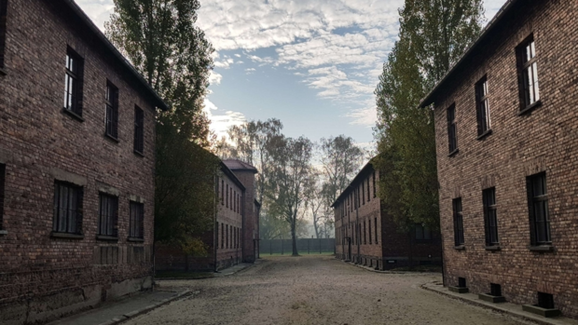 Immagine di Quello che raccontano gli alberi di Auschwitz