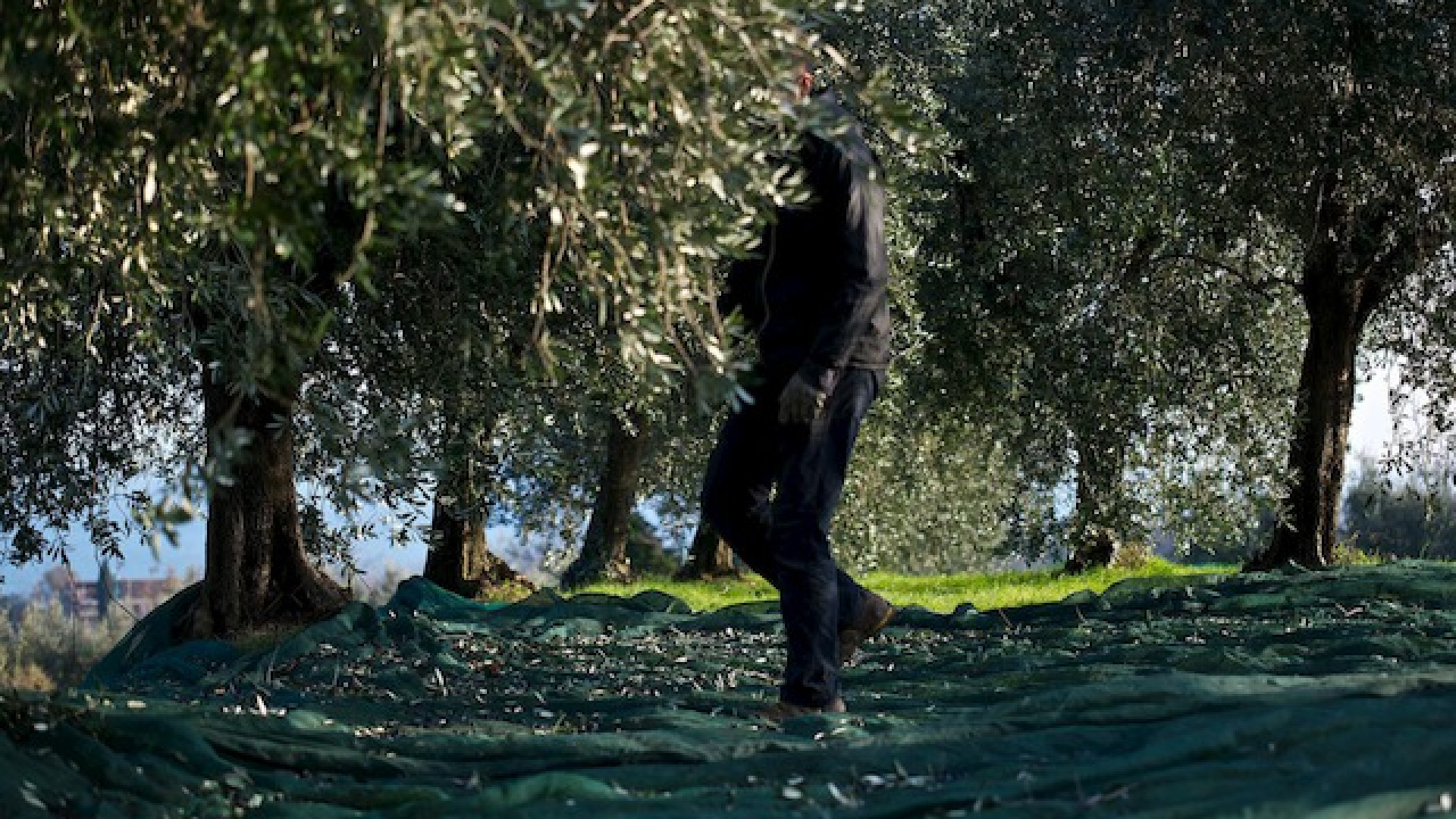 Immagine di Qui nasce l'olio più prezioso
