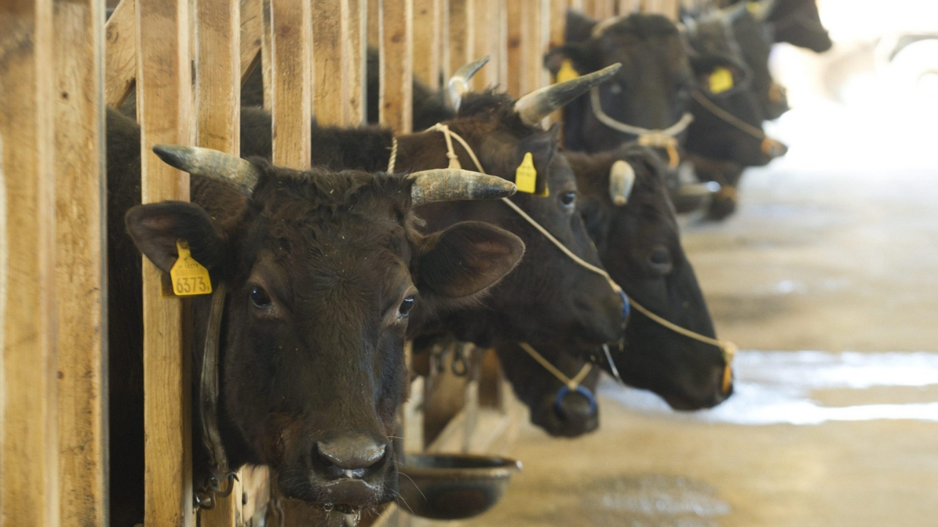 Immagine di Perché l'«hamburger vegetale» non è una vera scelta ecologica
