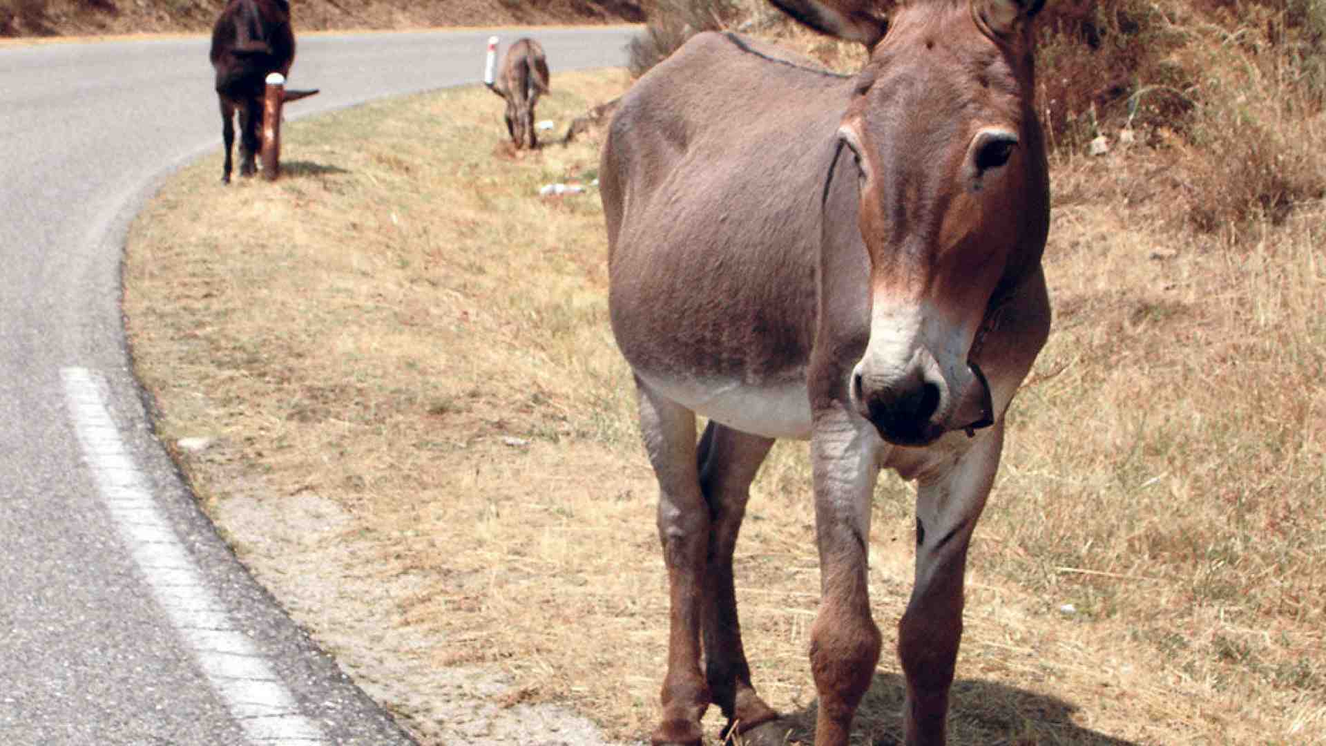 Immagine di L'asino di Buridano
