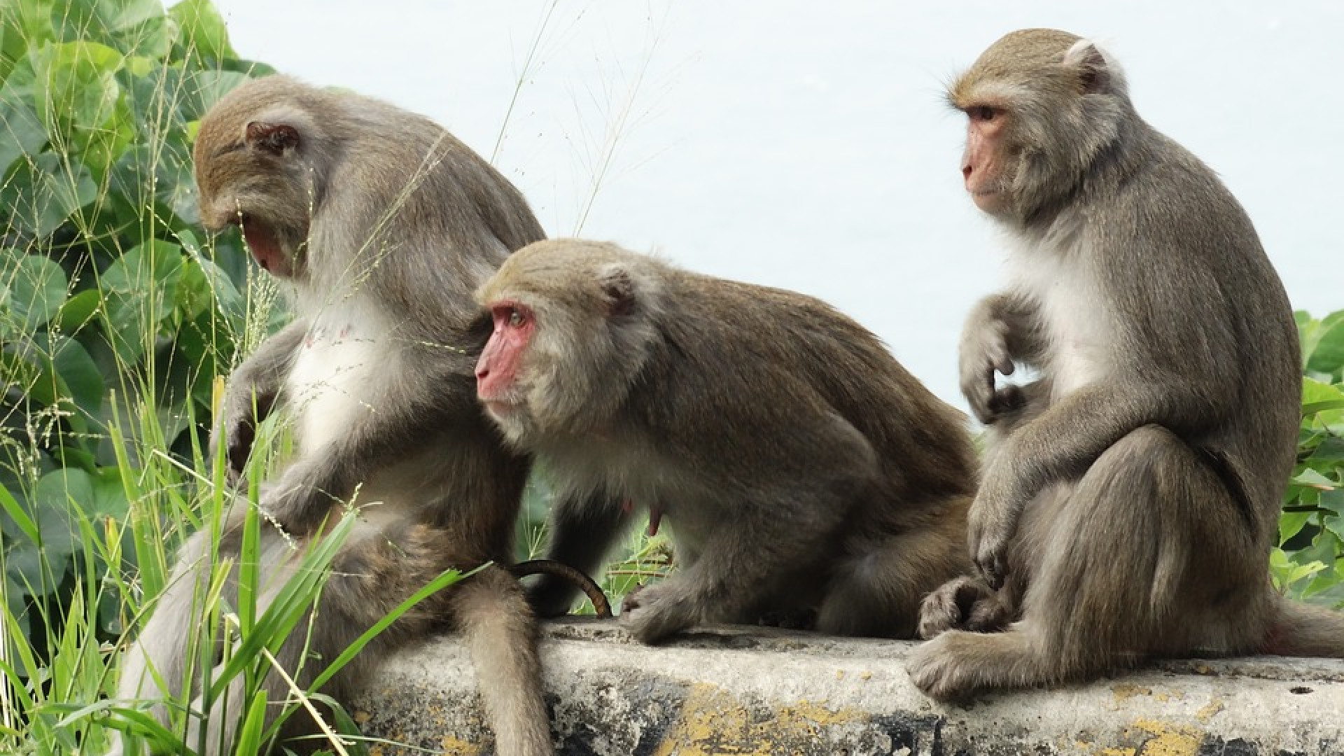 Immagine di In Cina le scimmie con geni umani. Per studiare il cervello si creano ibridi