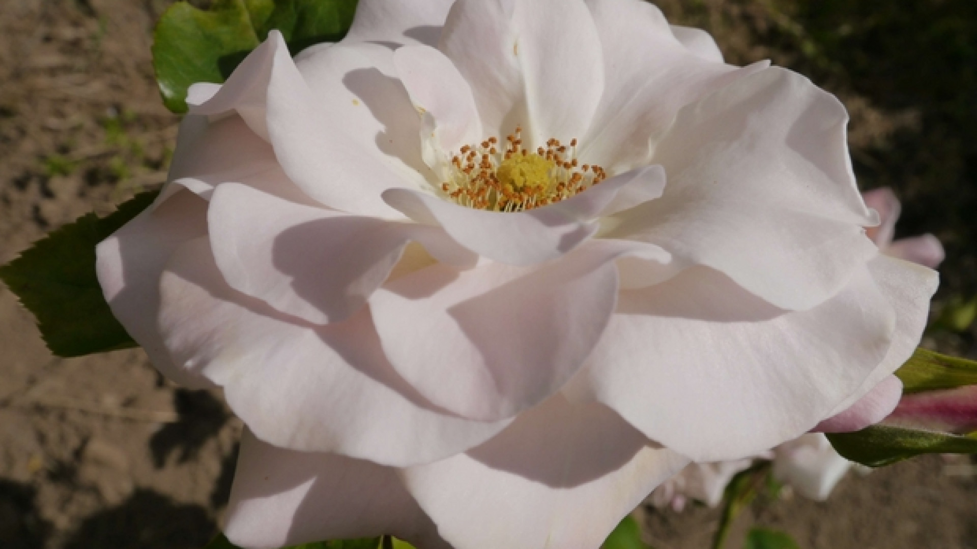 Immagine di Ecco com'è nata la rosa che si chiama «Papa Francesco»