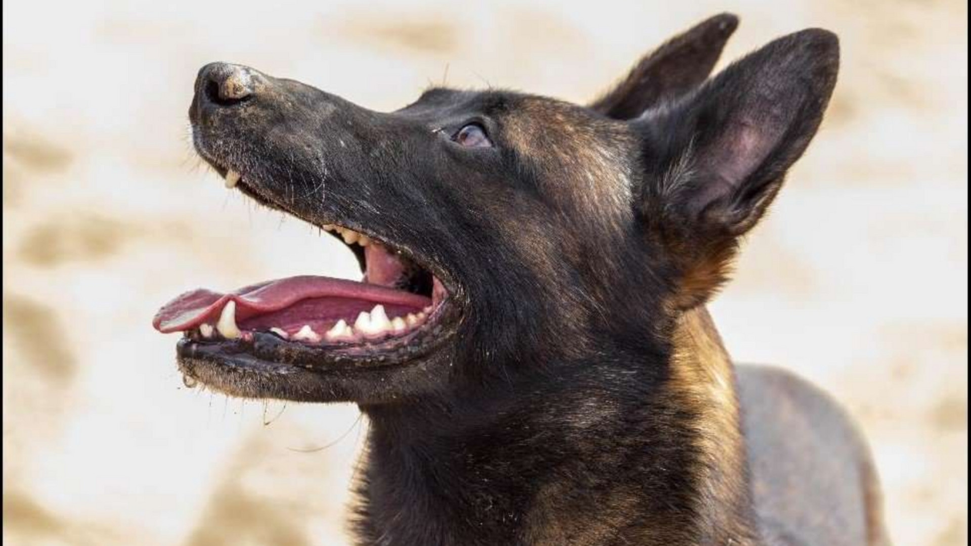 Immagine di Onori al cane delle forze speciali morto in guerra