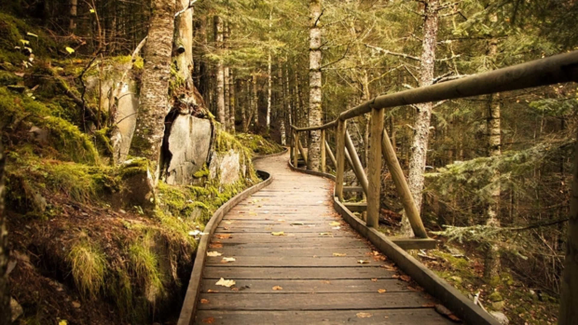 Immagine di Torniamo con Thoreau a imparare dalla grammatica dei boschi: camminando