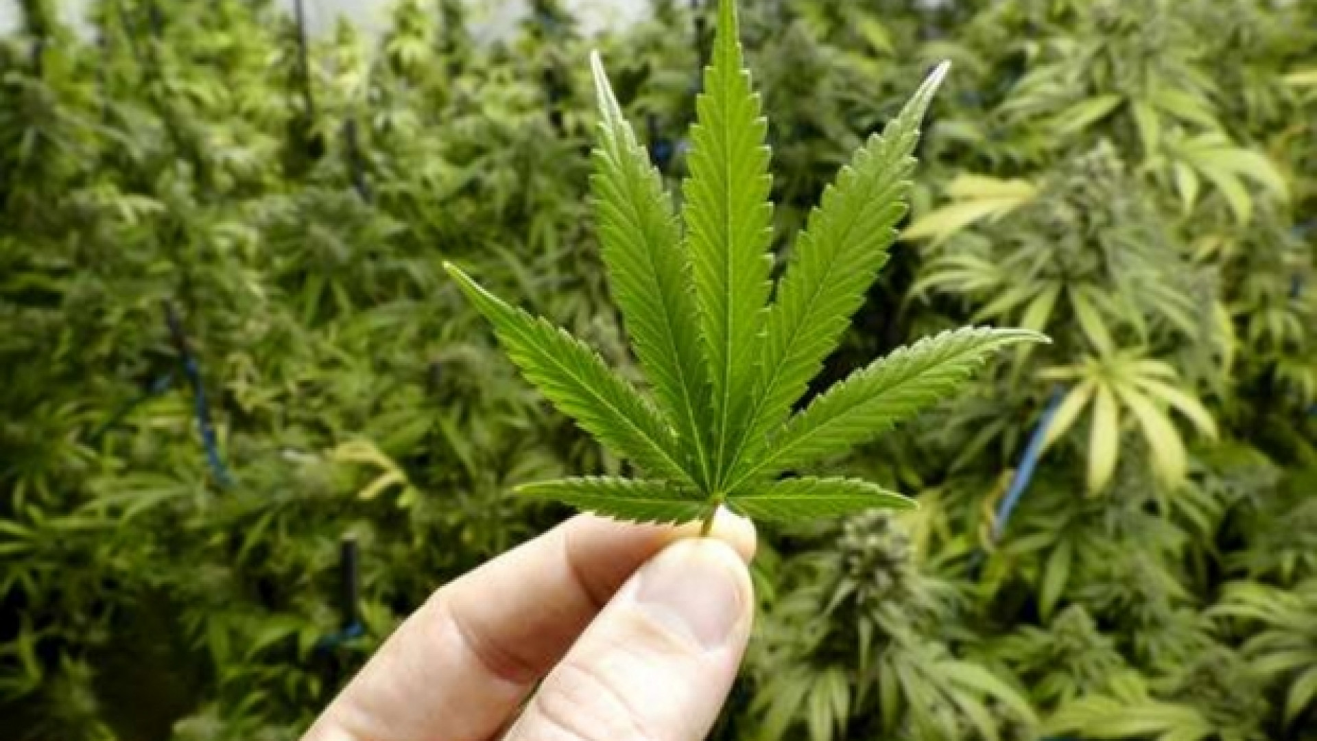 Immagine di «Cannabis, vi spiego perché la sentenza tutela i ragazzi»