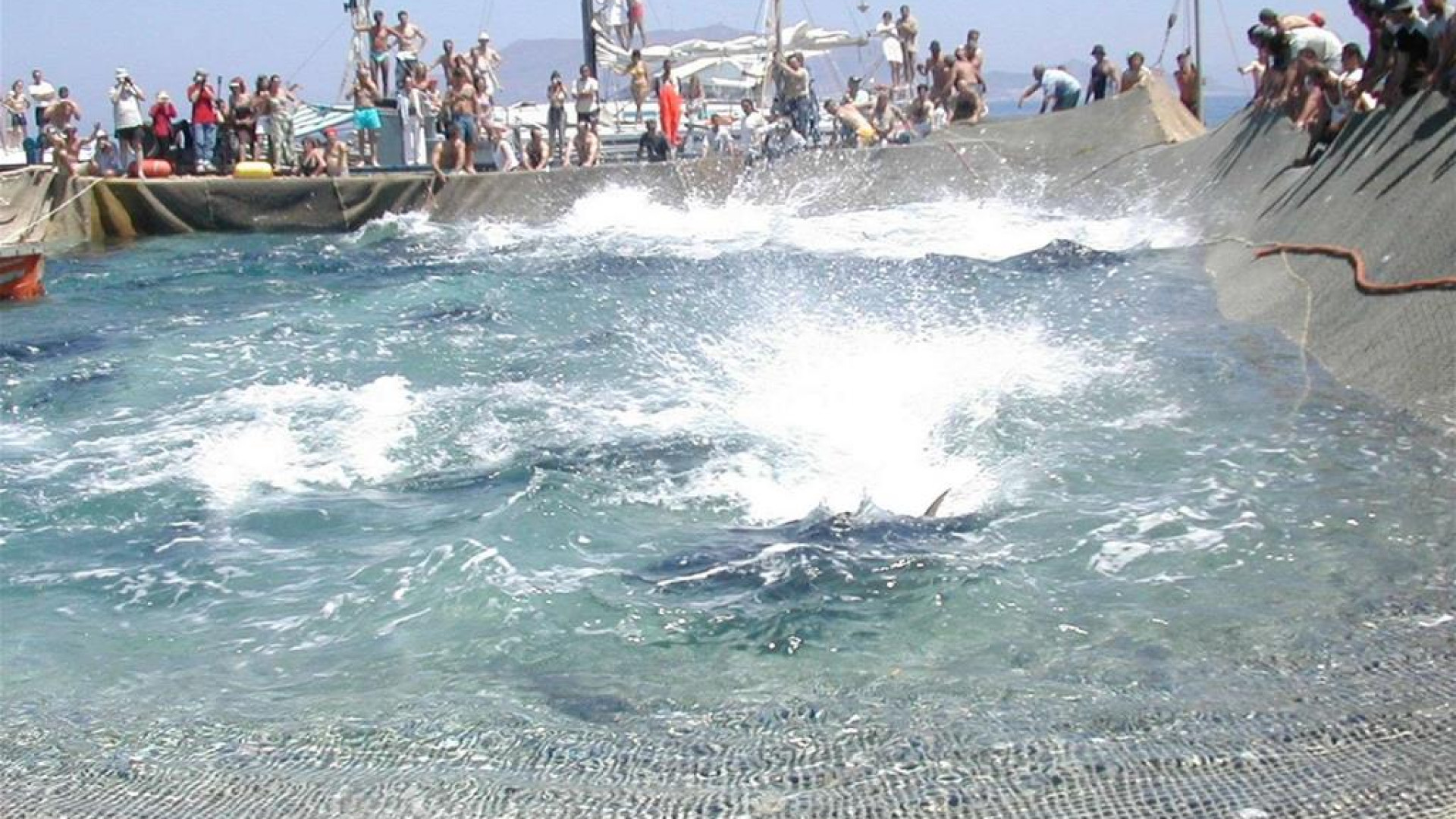 Immagine di Italpesca del tonno rosso, la fatica di fissare regole stabili