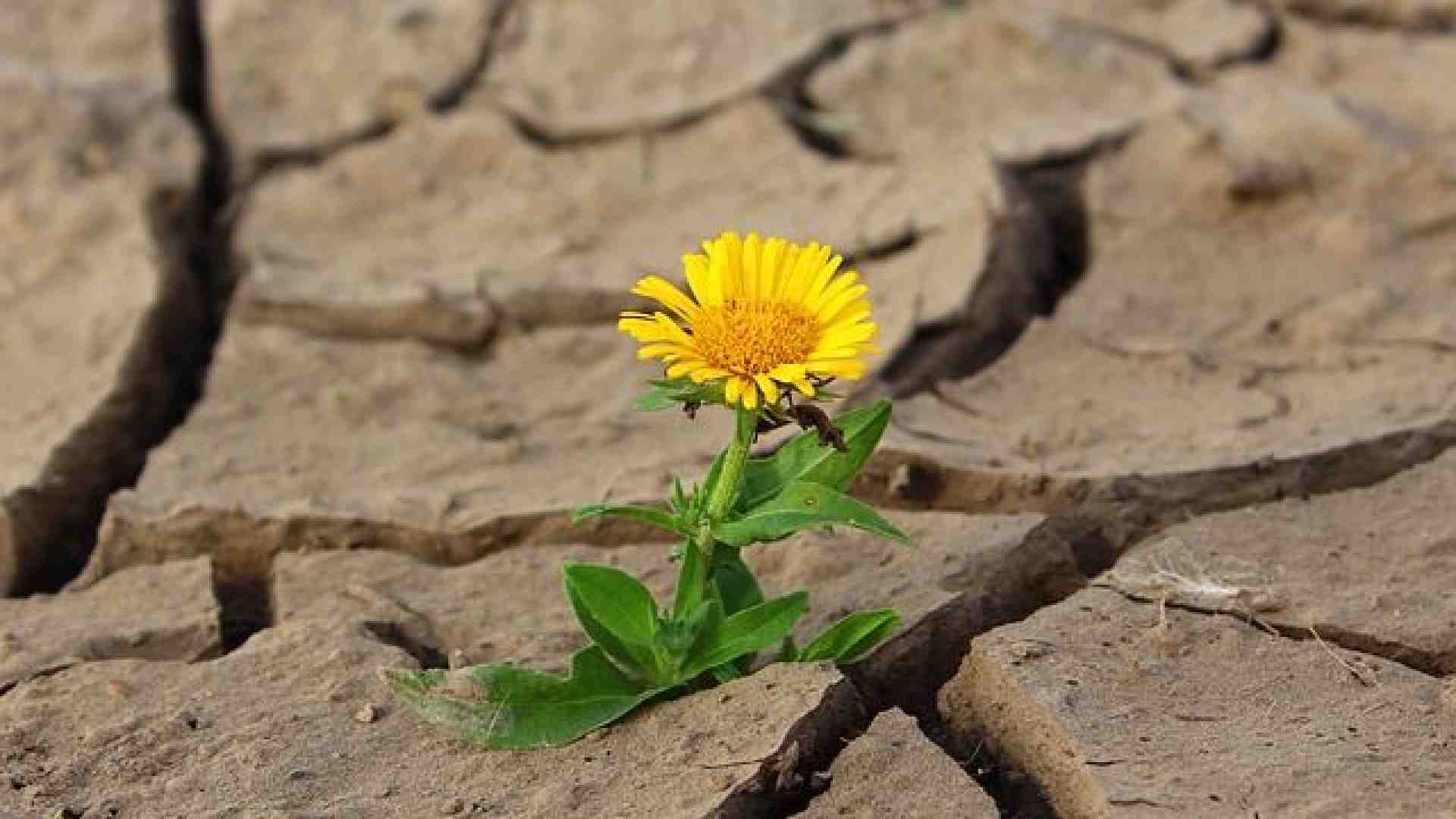 Immagine di Emergenza caldo: come reagire alle ondate di calore