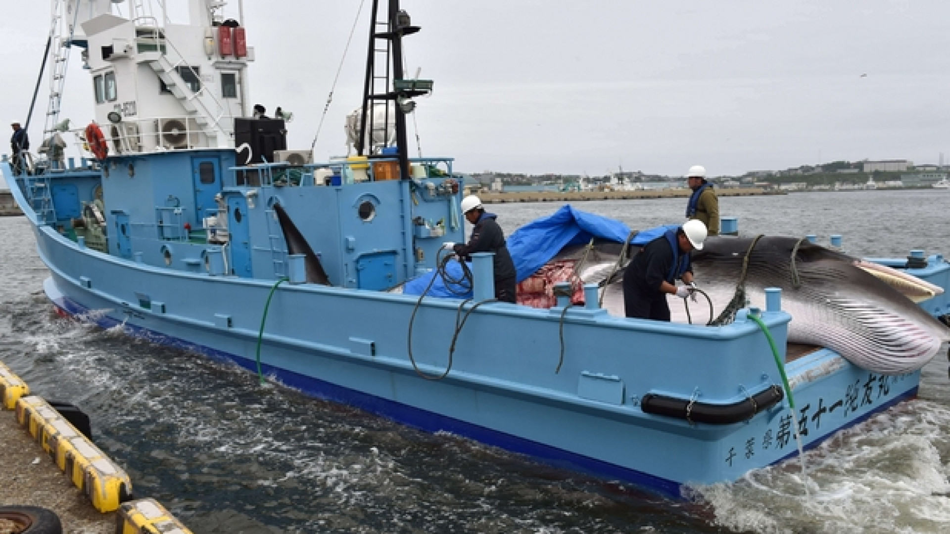 Immagine di Caccia alla balena Tokyo riparte: «È nostro diritto»