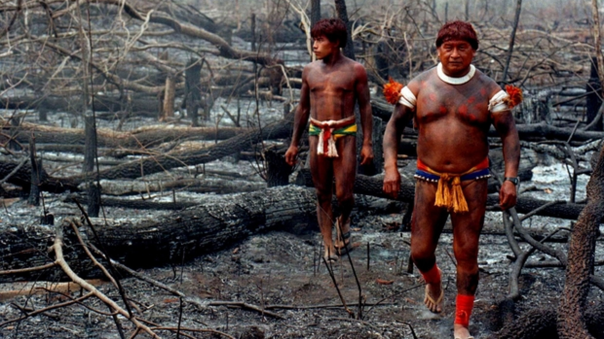 Immagine di In Brasile la soia si sta mangiando l'Amazzonia