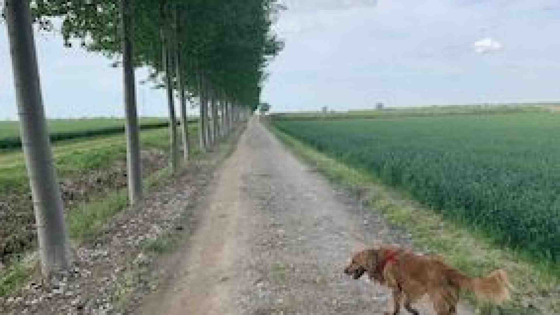 Immagine di Ville, chiesette, paludi: qui Isola si fa Pellegrina