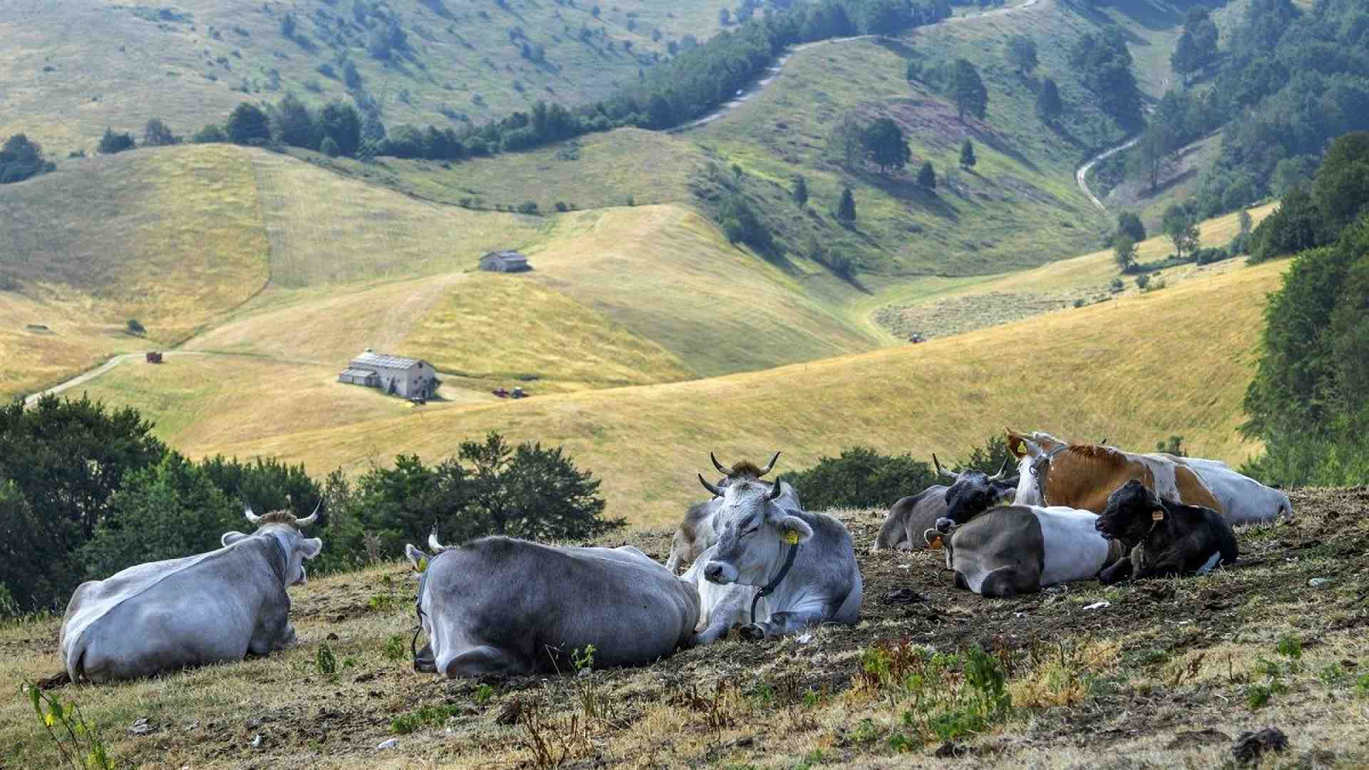 Immagine di Montagna veronese... tutta da scoprire