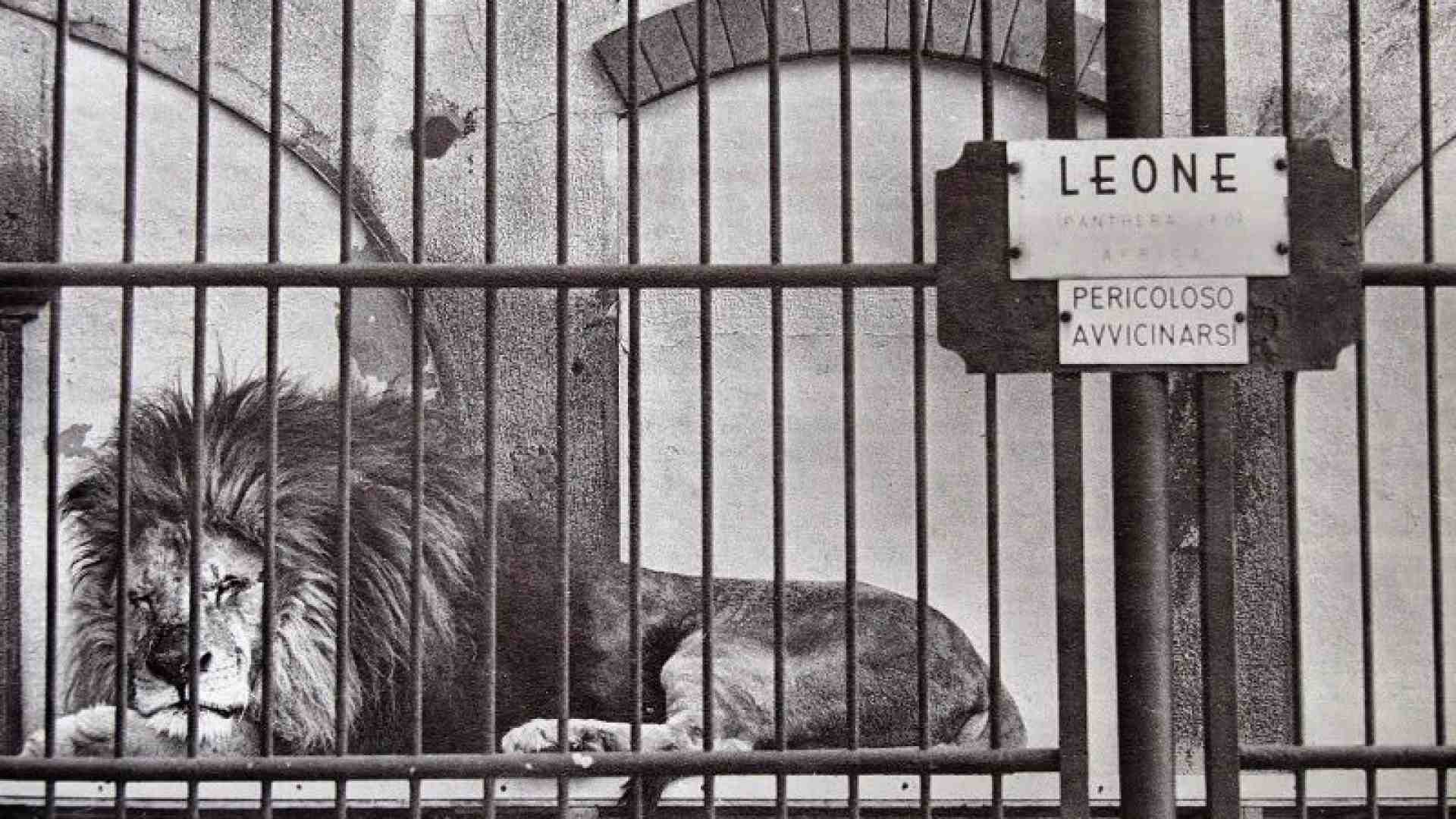Immagine di Là dove c’erano gli animali veri rimangono segni di arte e libertà