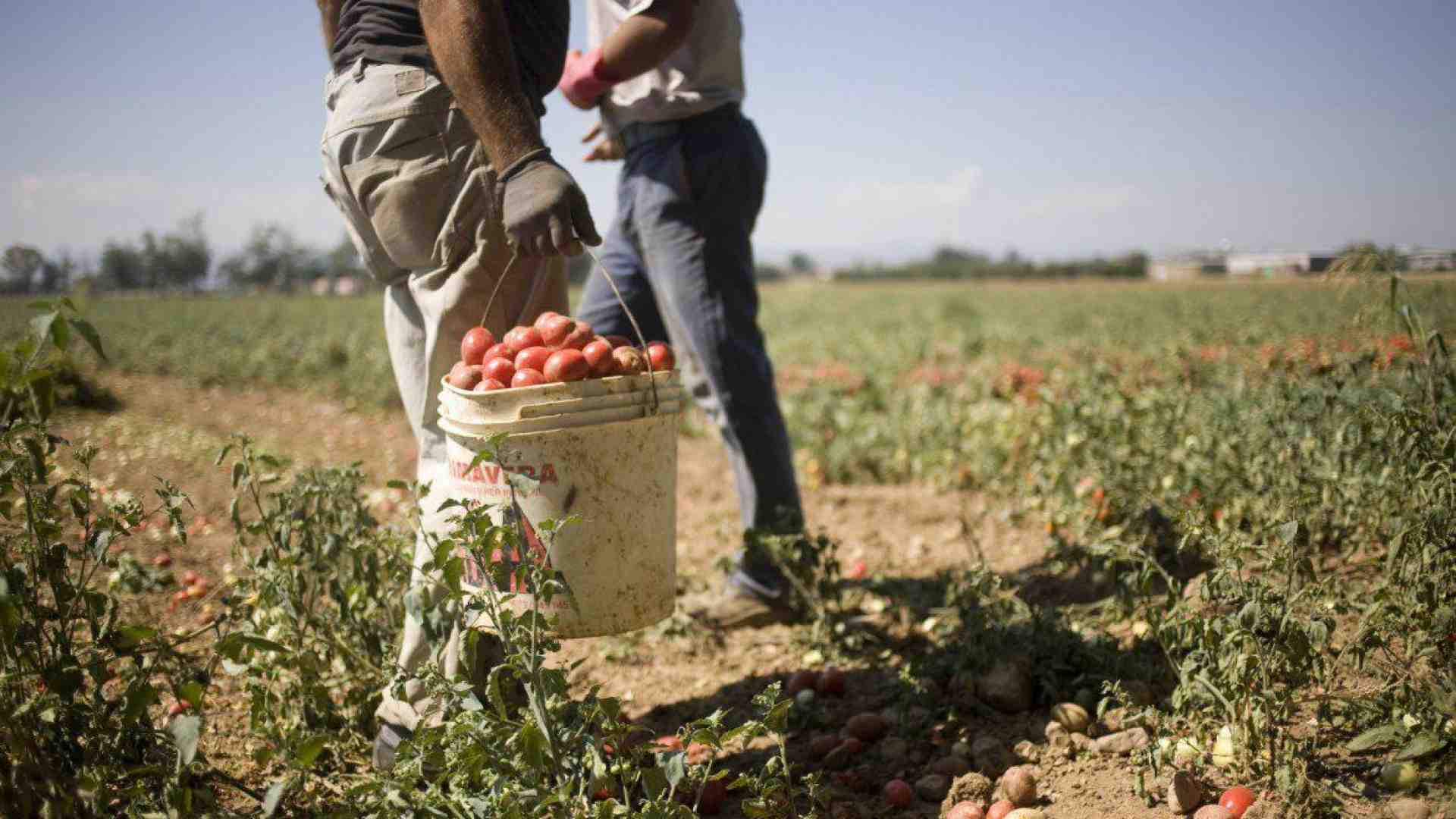 Immagine di Che buona questa agricoltura