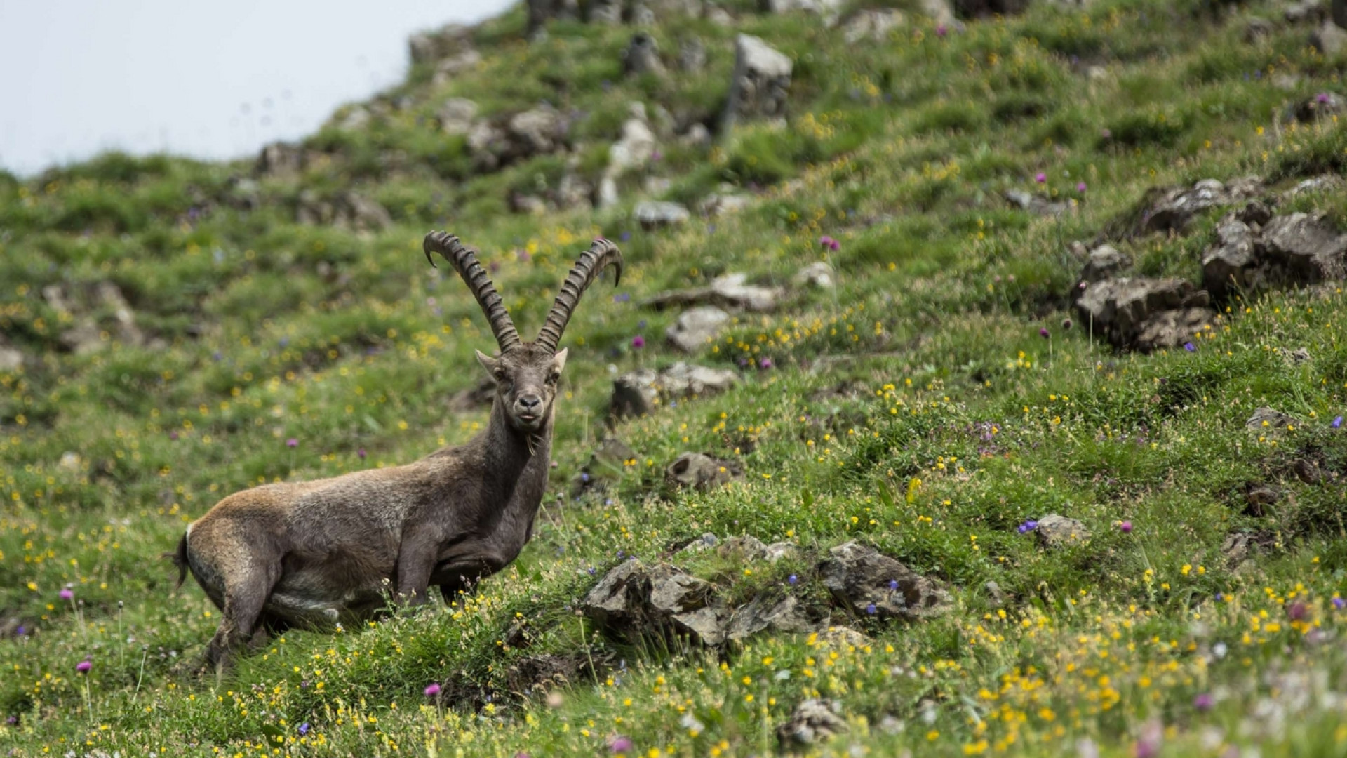 Immagine di Sulle Alpi i cervi salgono di quota. Ed è guerra per i pascoli