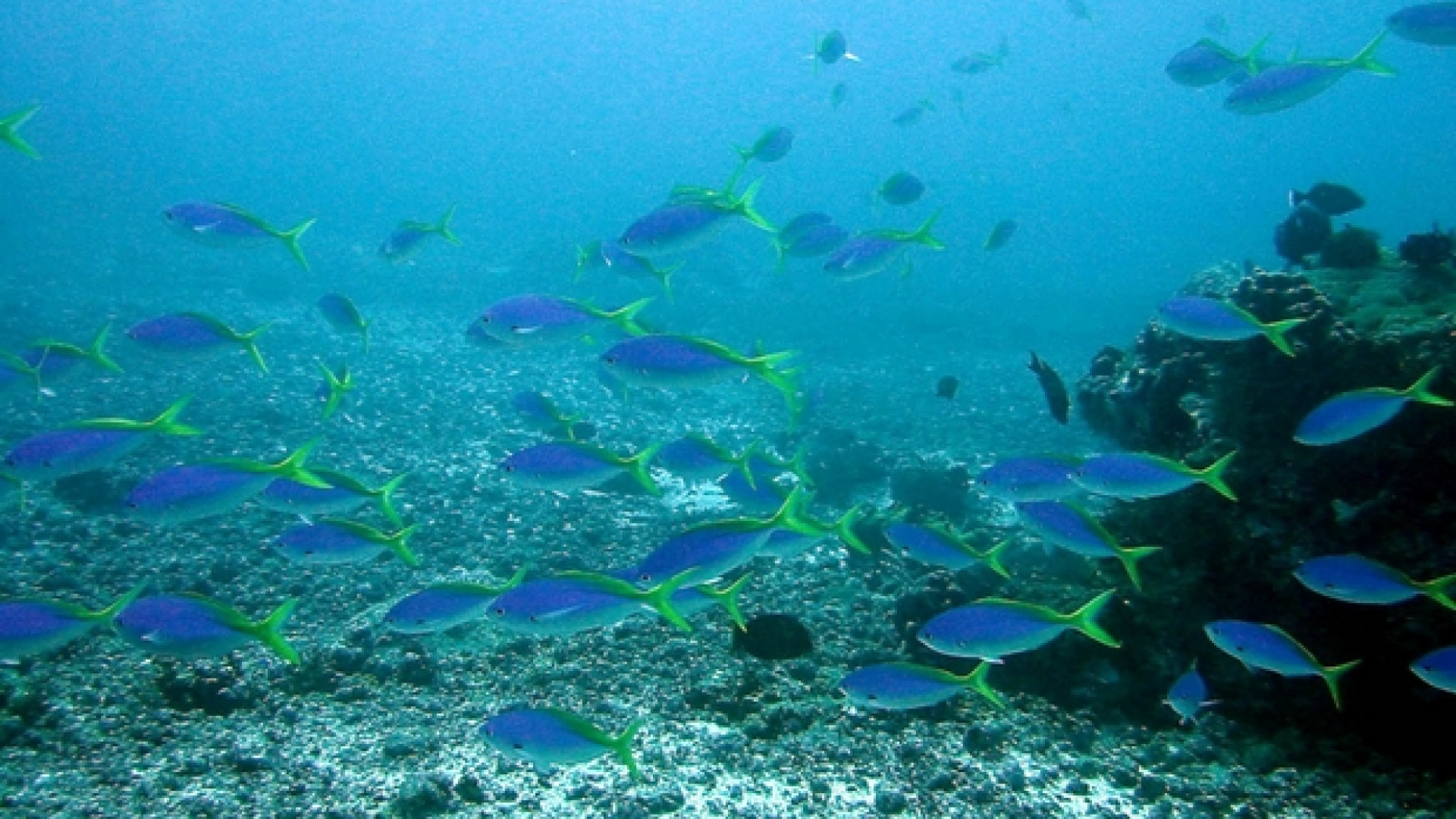 Immagine di Oceani, il ricco pianeta blu ancora sconosciuto e fragile