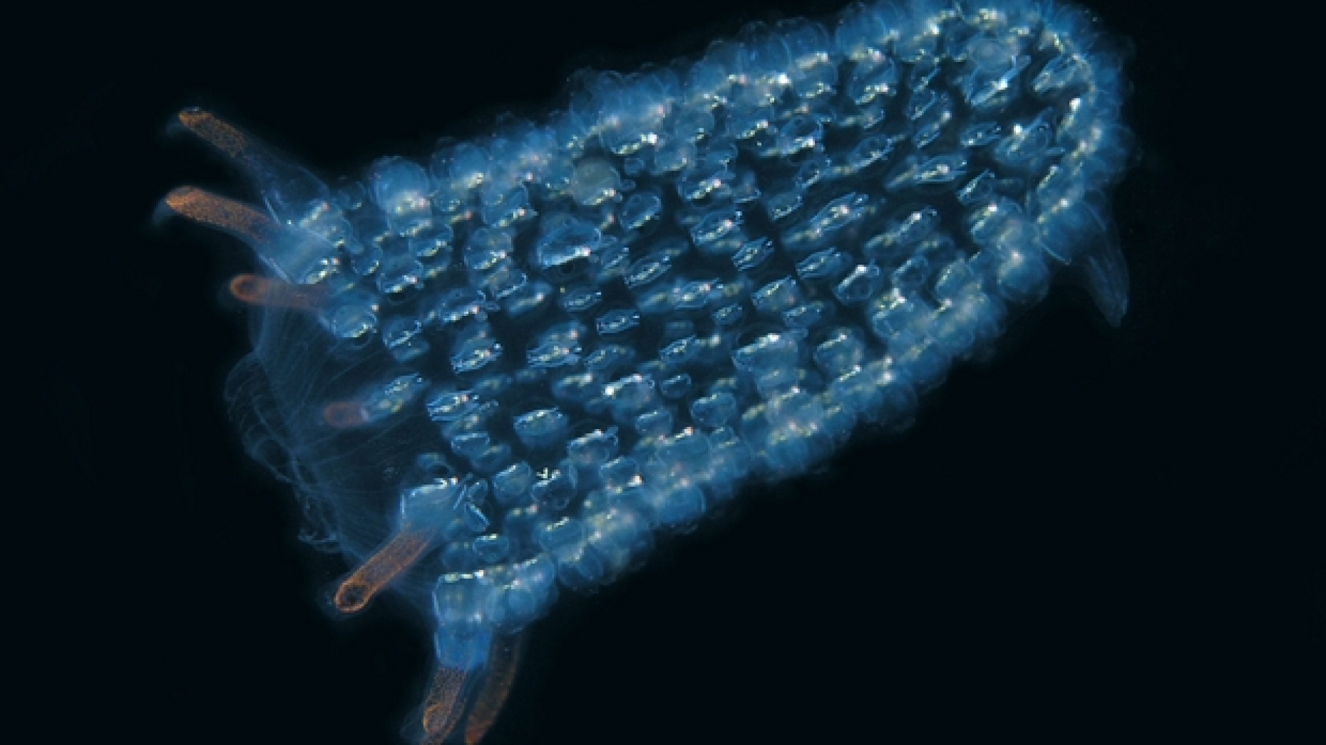 Immagine di Così le creature degli abissi ispirano l'innovazione hi-tech
