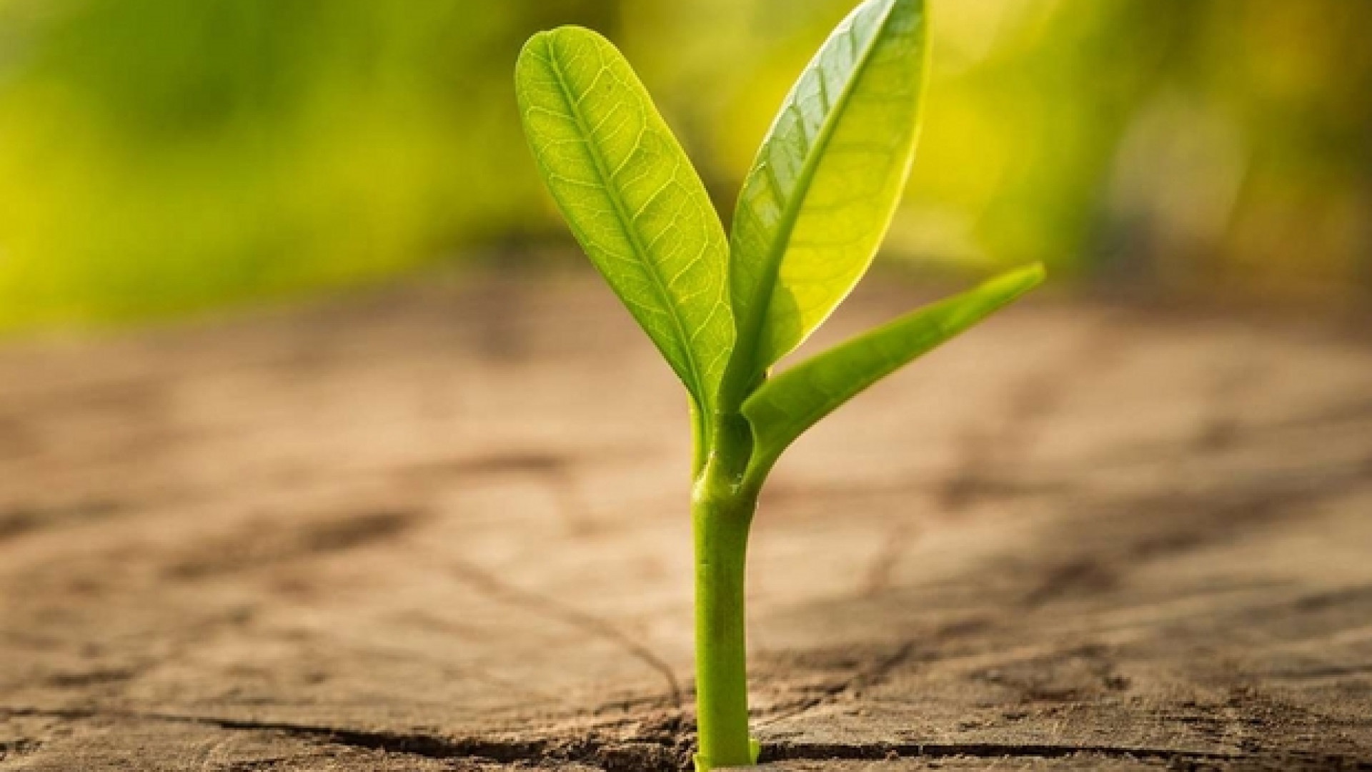 Immagine di Un «Green New Deal» per Ue e Italia