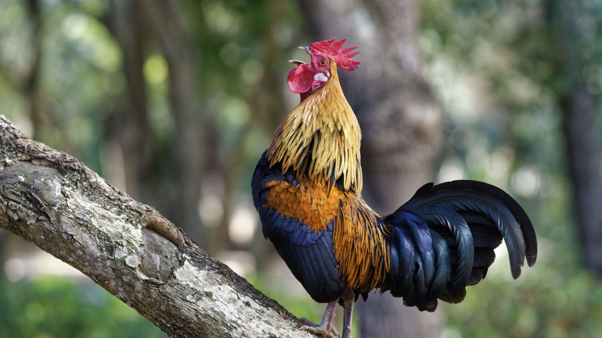 Immagine di Il gallo può cantare in libertà, lo dice il tribunale