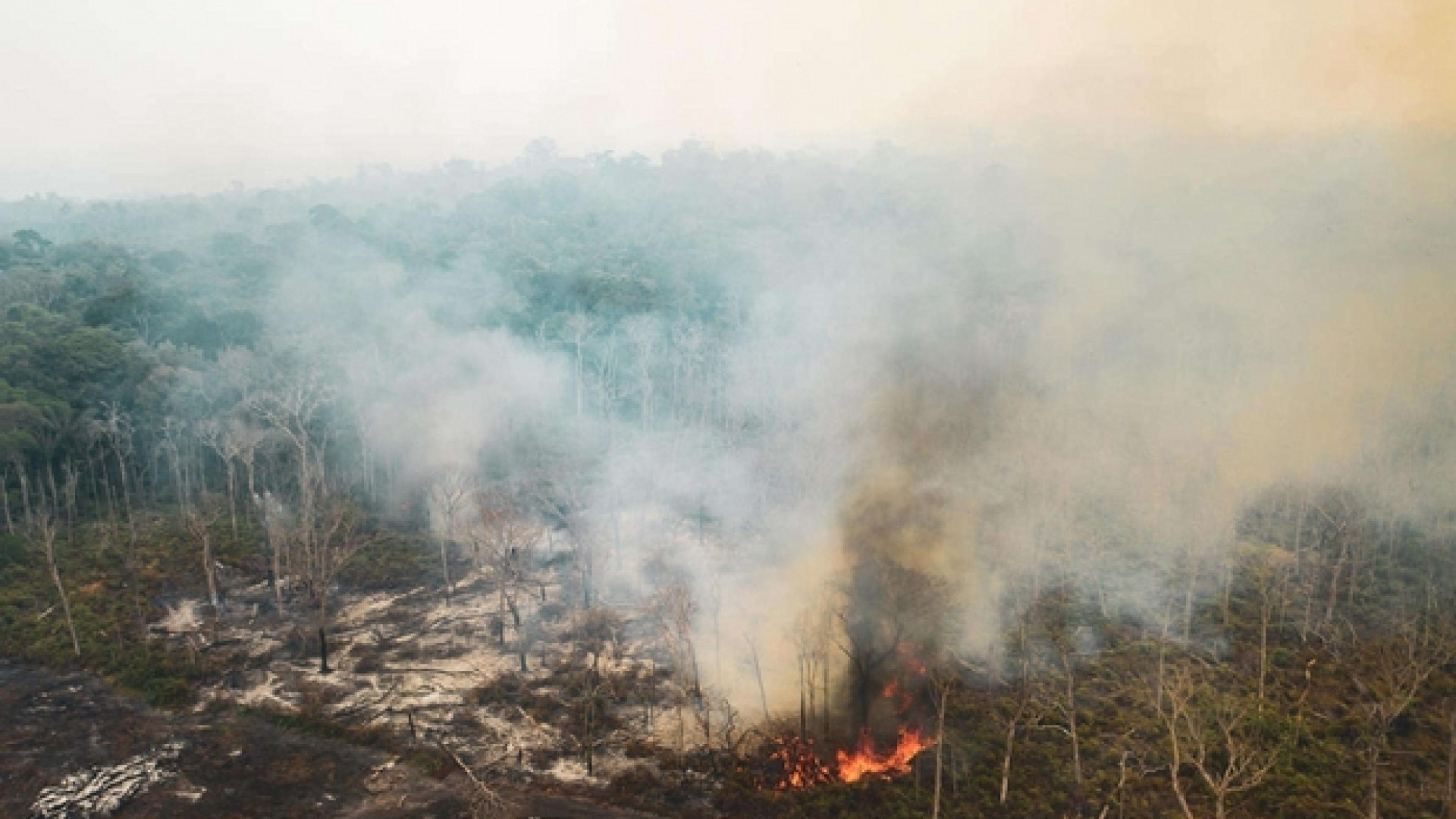 Immagine di Senza l'Amazzonia per il mondo c'è poca speranza di vita