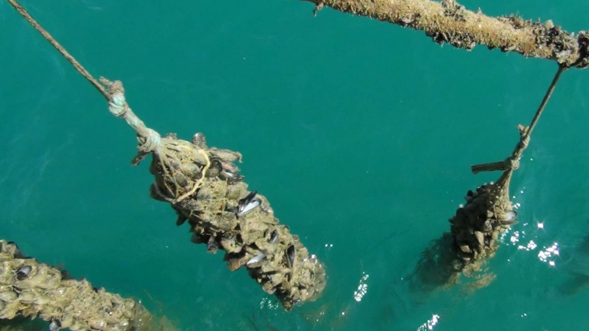 Immagine di L'Adriatico come la Polinesia tra meduse e pesci colorati