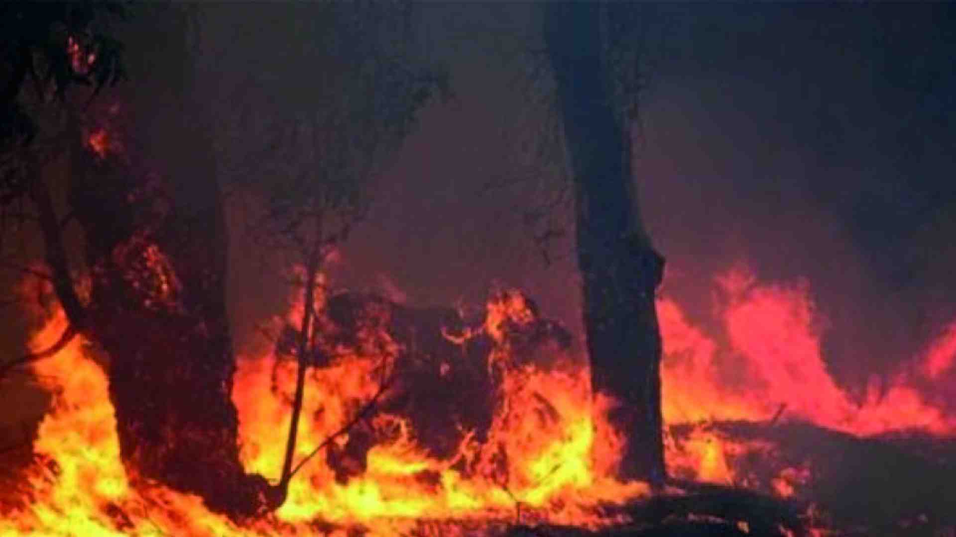 Immagine di Non c’è solo la foresta che brucia