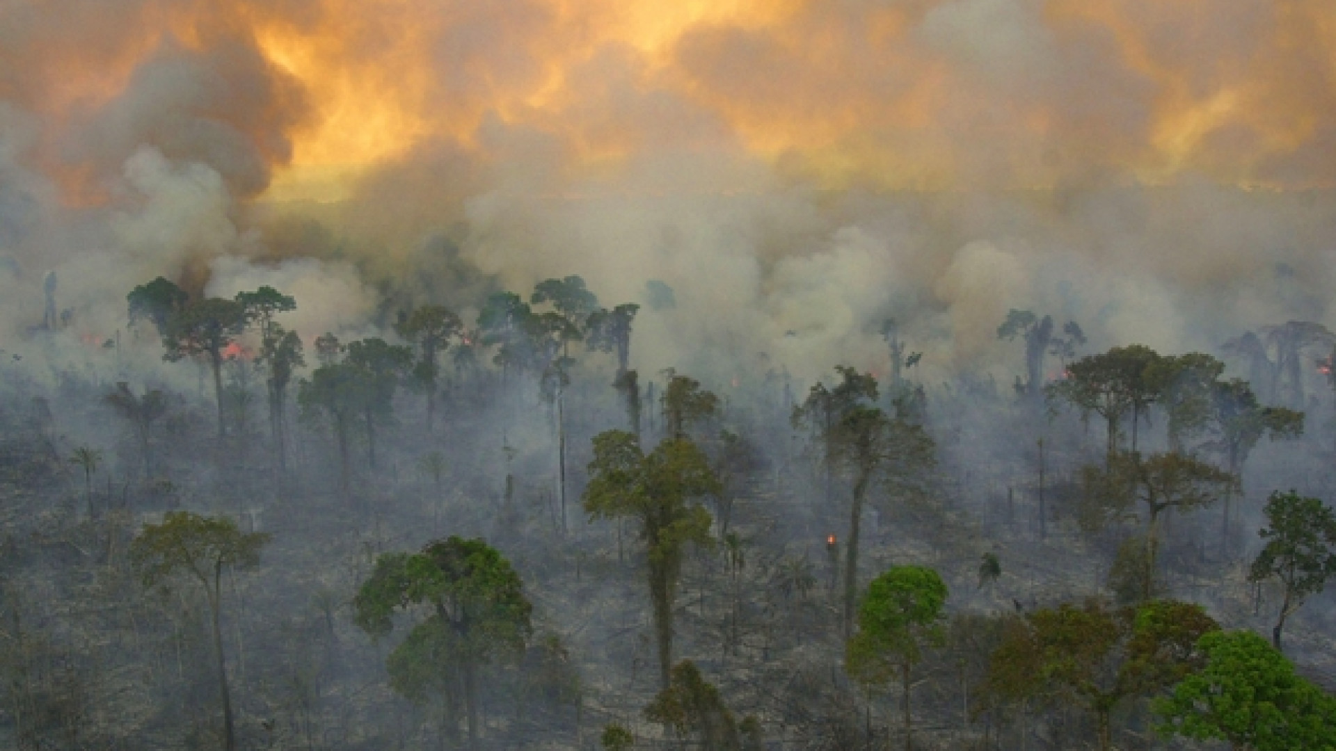Immagine di Bolsonaro si prende l'Amazzonia: «Non è patrimonio dell'umanità»