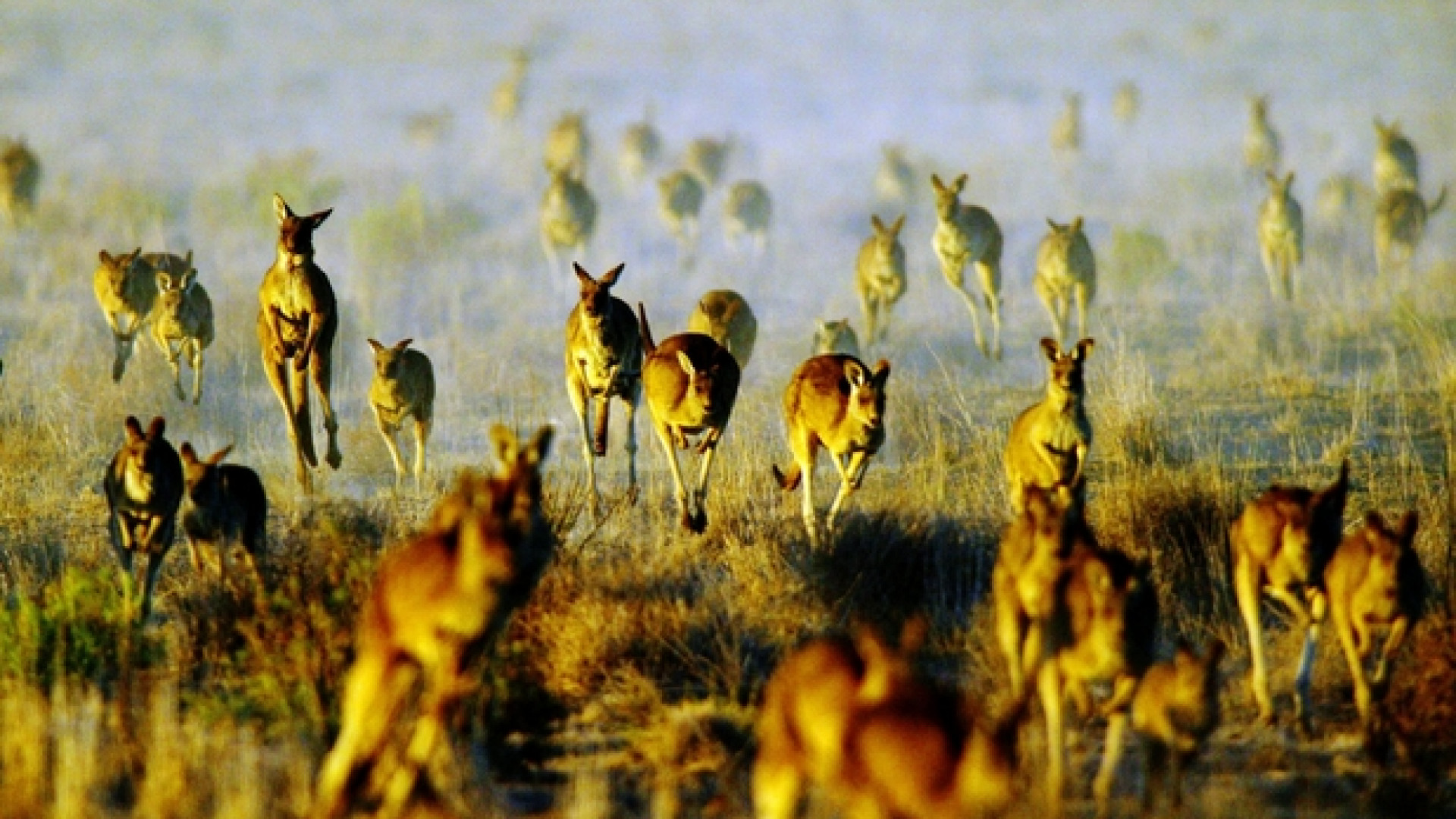 Immagine di La strage dei canguri in Australia