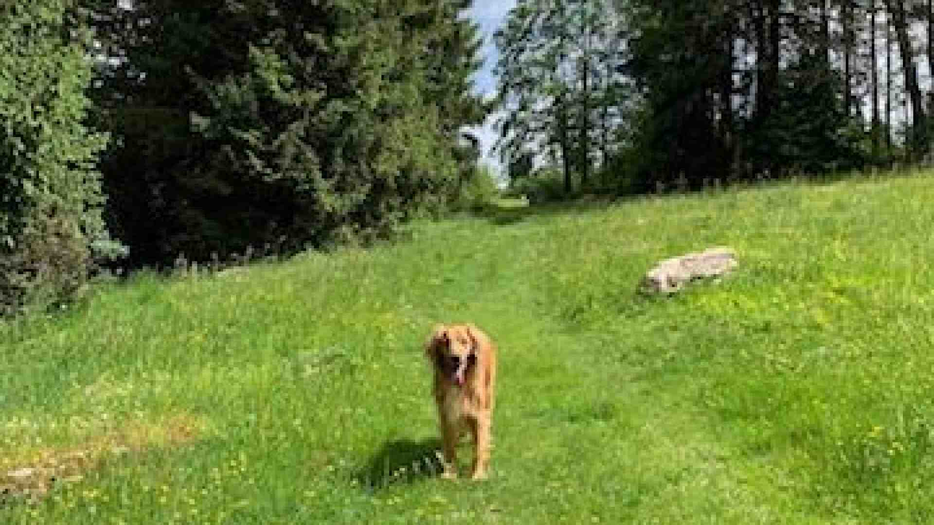 Immagine di Contrade, boschi, giassare: qui la Lessinia più bella