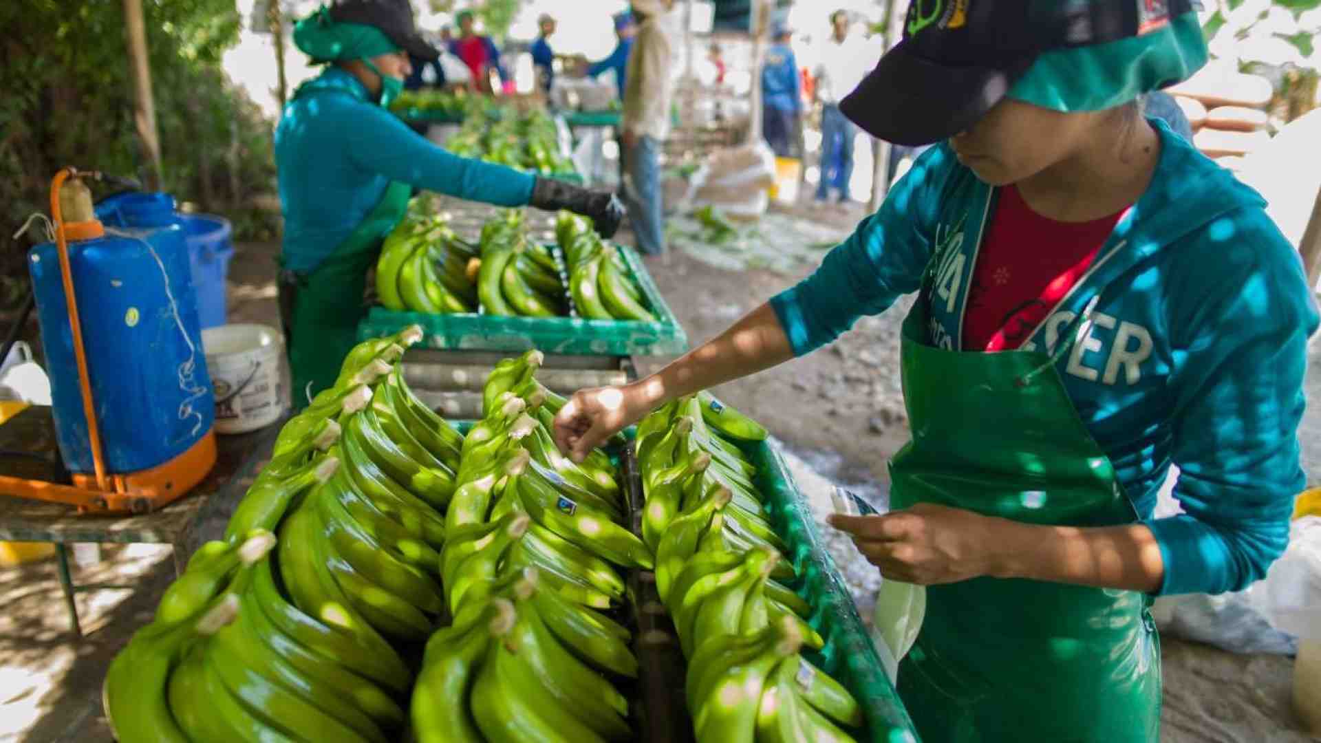 Immagine di Il commercio equo solidale aiuterà a salvare la Terra