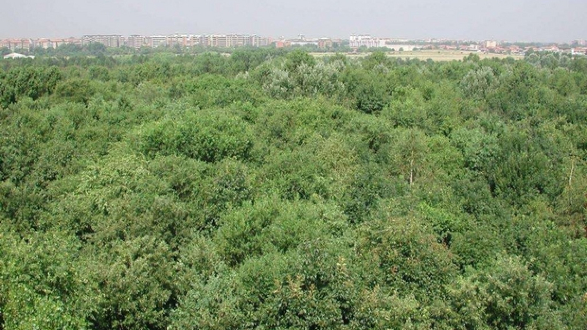 Immagine di In Italia le foreste aumentano. L'emergenza verde è nelle città